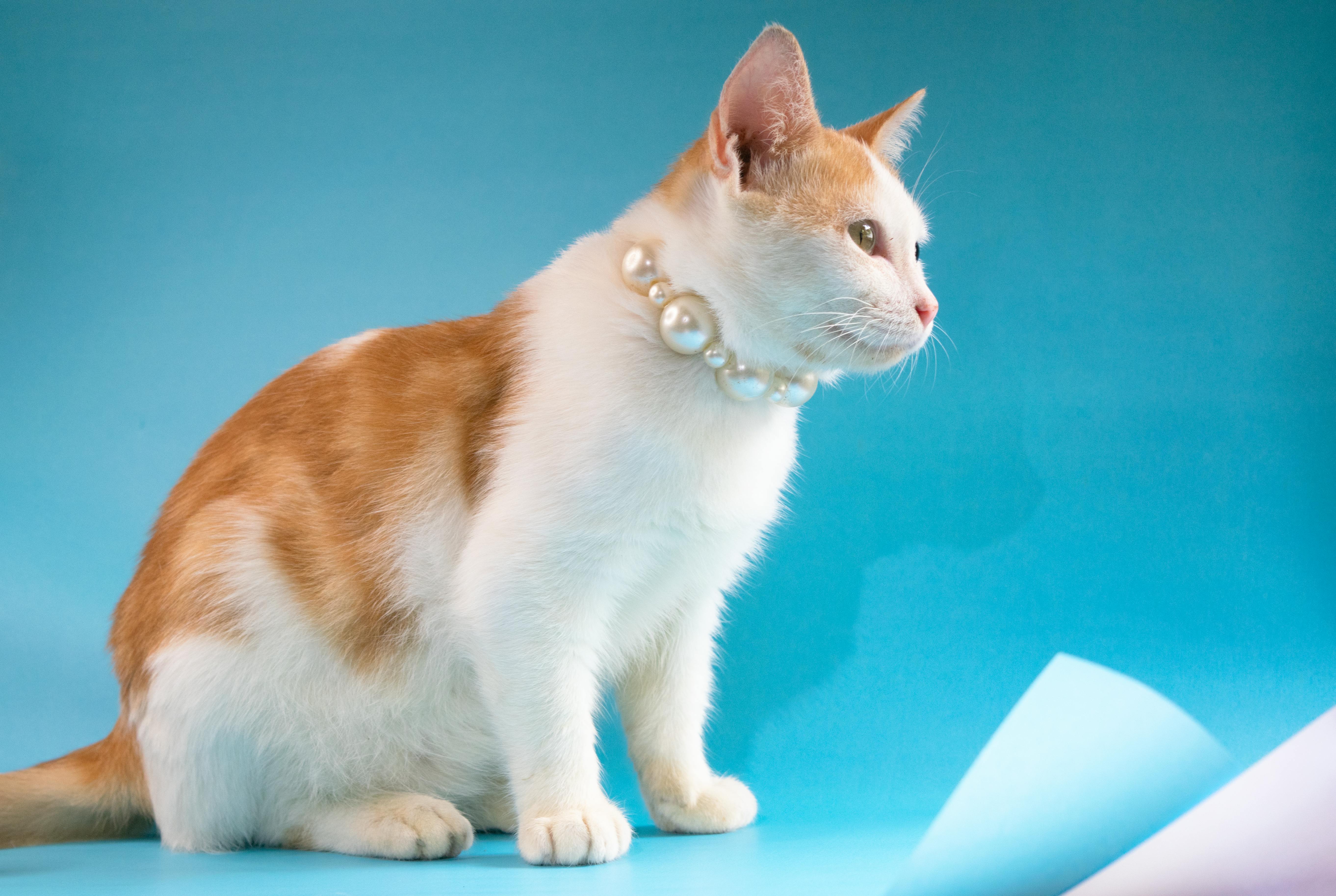 A graceful cat wearing a pearl necklace sits against a bright blue backdrop.