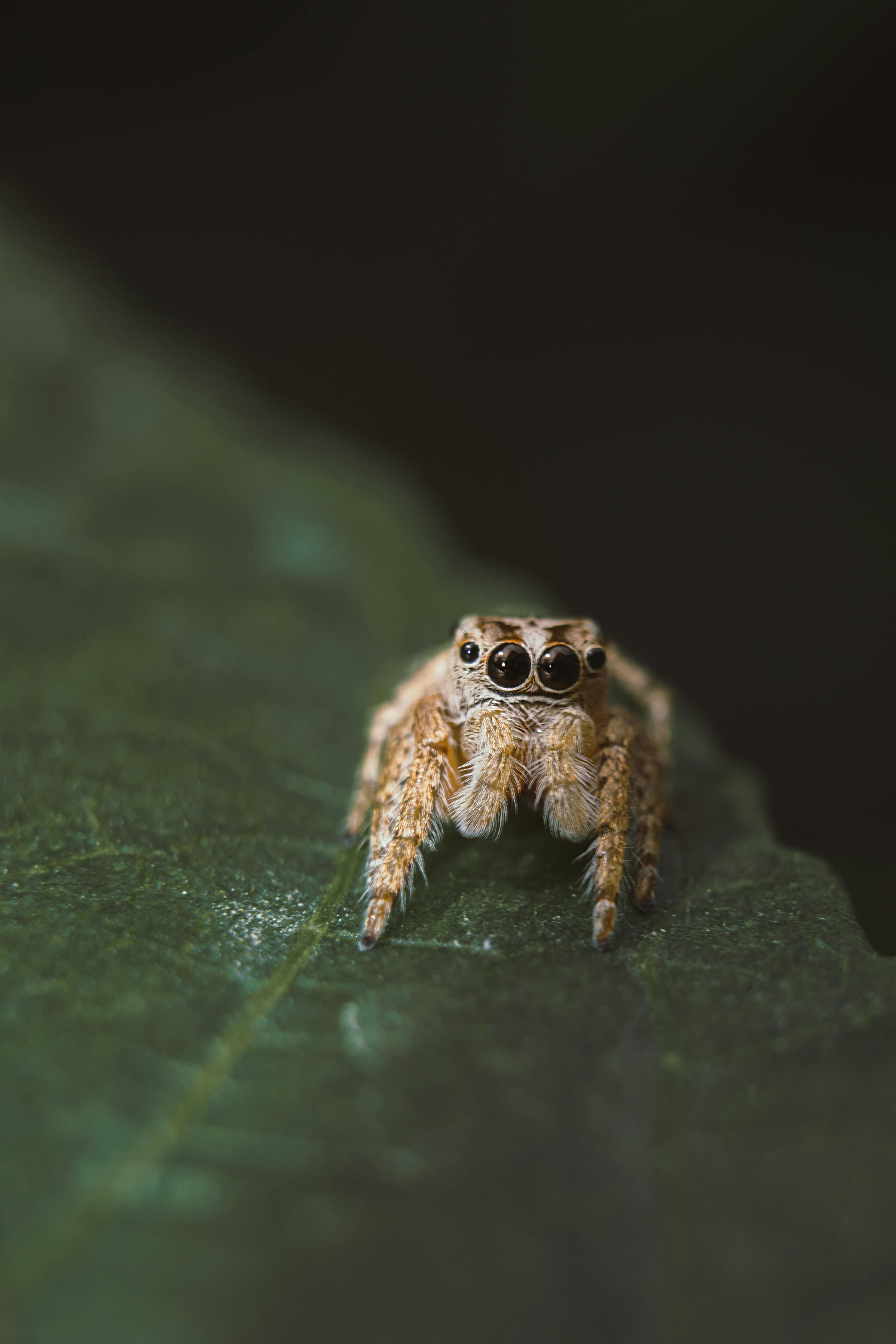 Macro shot of a jumping spider with detailed eyes on a green leaf.