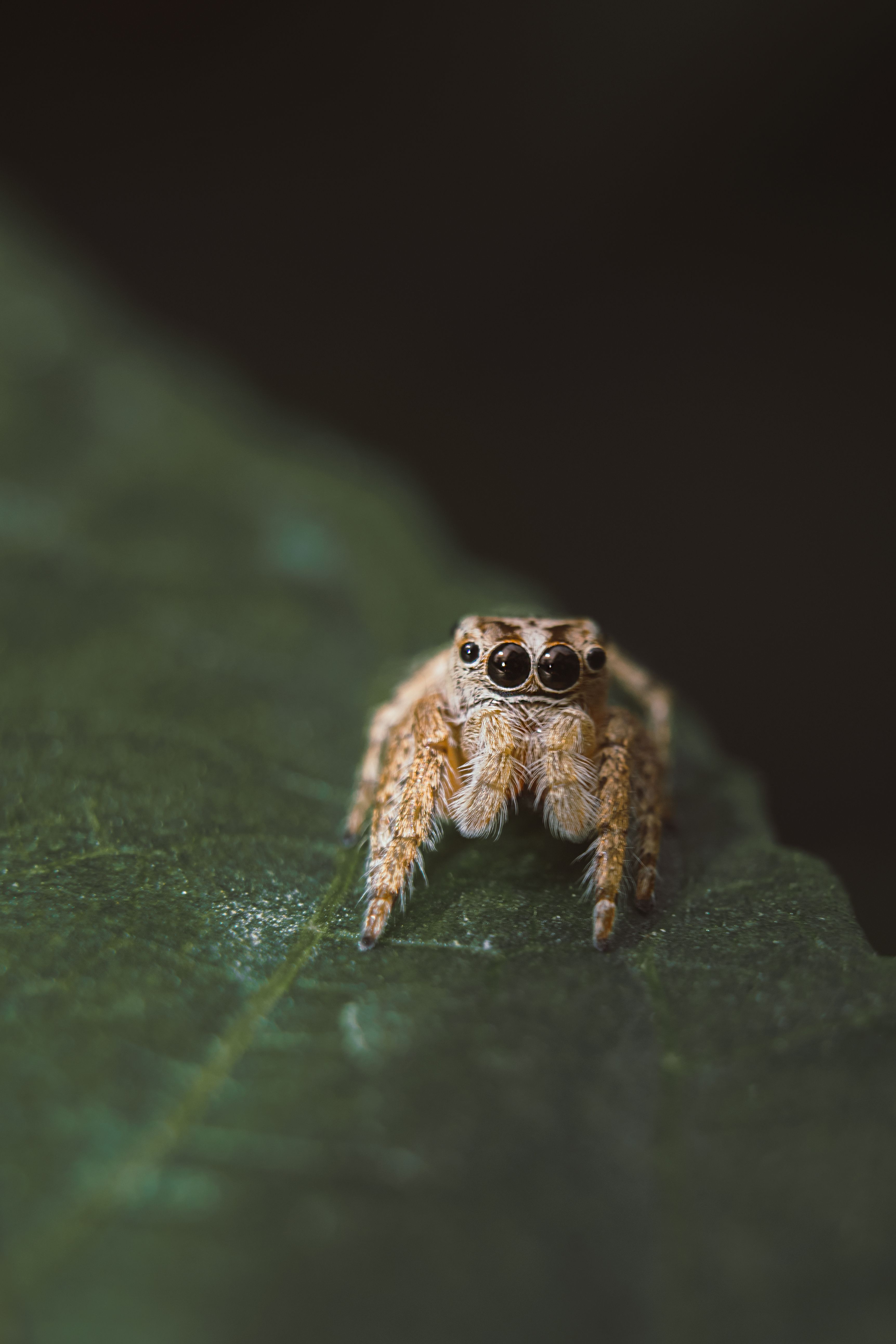 Close-Up of a Jumping Spider on Leaf · Free Stock Photo
