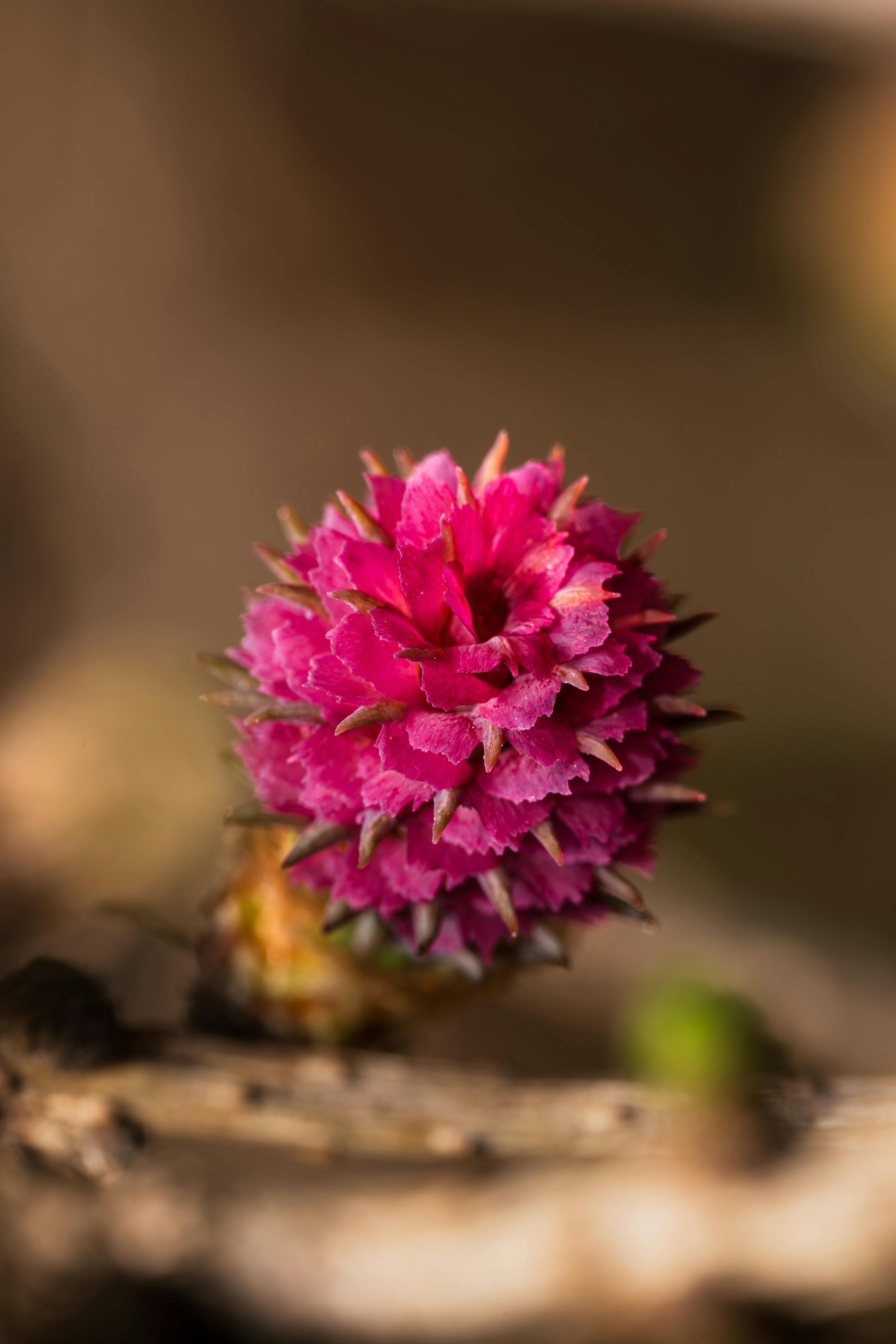 Miễn phí Ảnh chụp cận cảnh chi tiết một bông hoa bạch đàn màu hồng với các đường nét sắc sảo và màu sắc rực rỡ. Ảnh lưu trữ