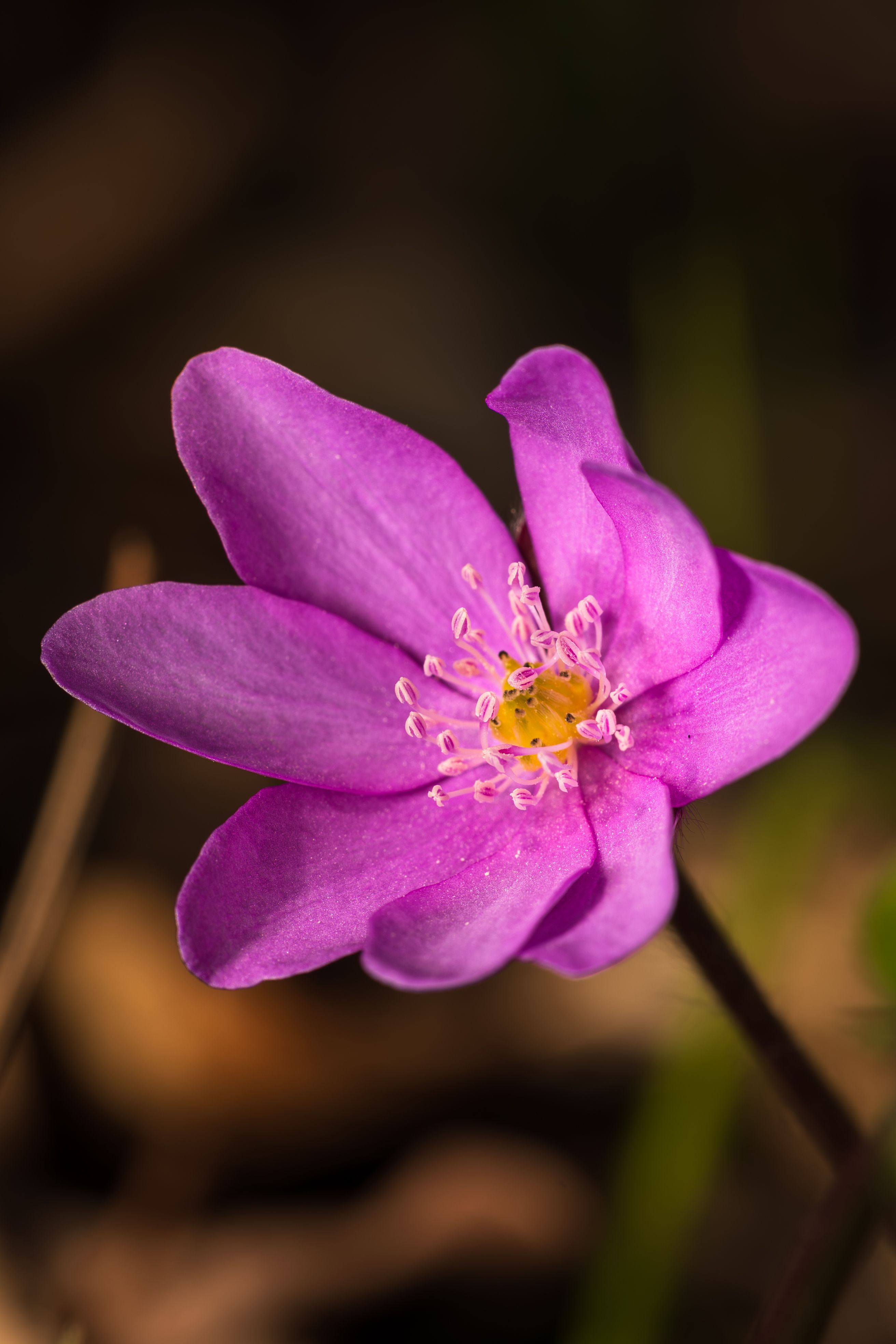 Close-up of Pink Hepatica Blooming in Spring · Free Stock Photo