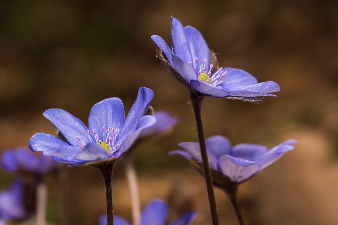 Blue Hepatica Color Close-up of Blue Hepatica in Bloom · Free Stock Photo