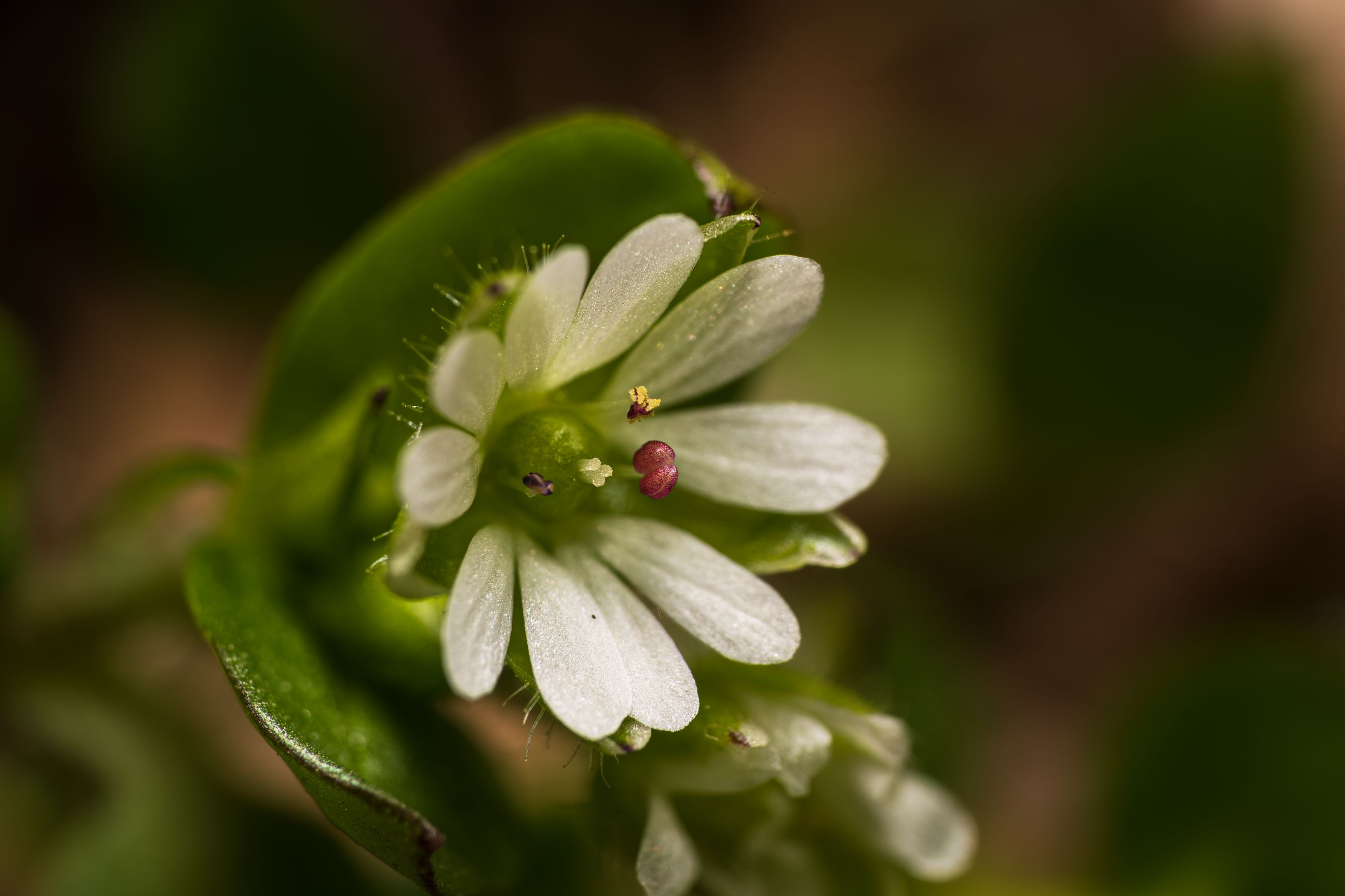 The Toothache Plant: Nature's Numbing Agent and Beyond