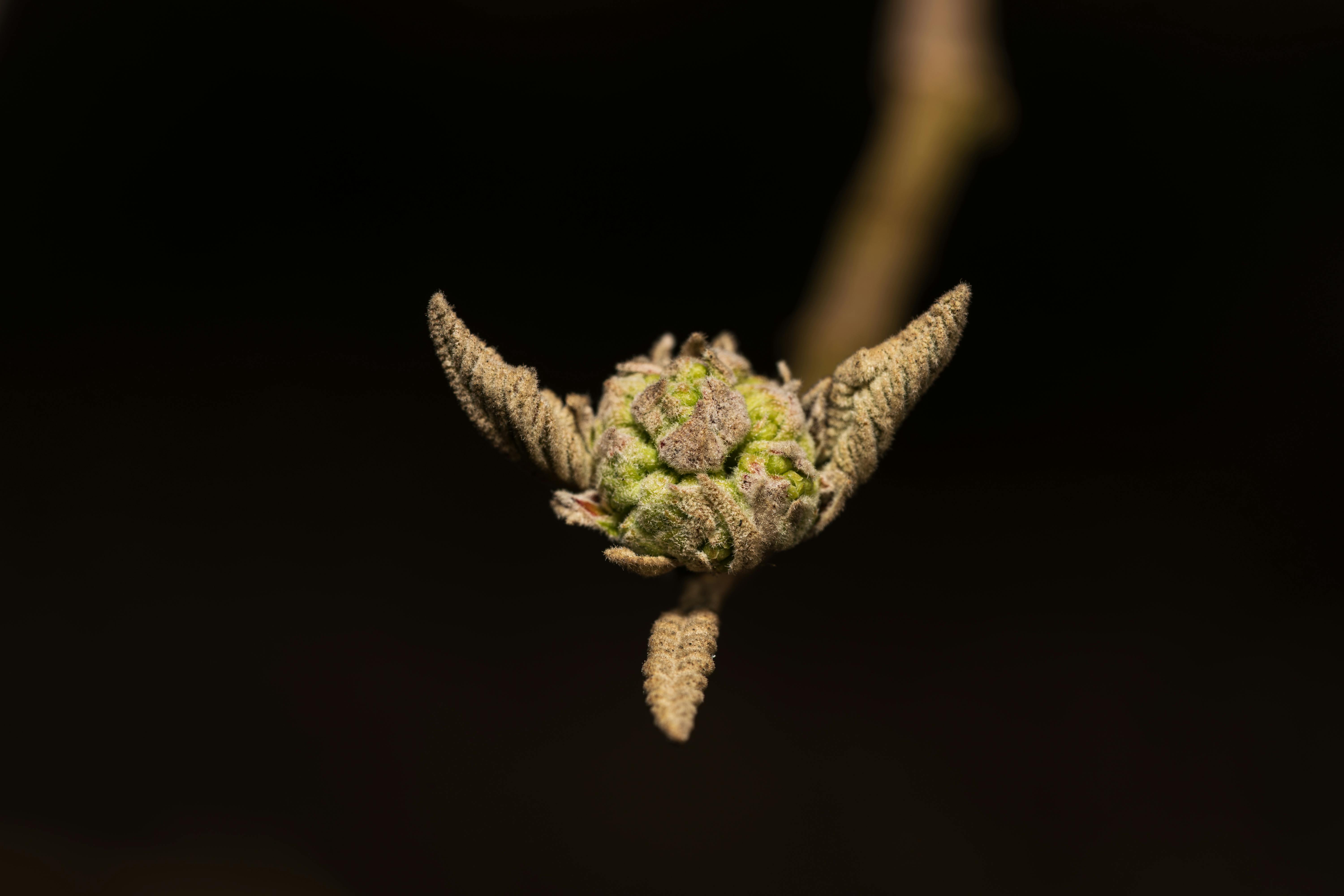 Miễn phí Ảnh lưu trữ miễn phí về ánh sáng dịu, ánh sáng tự nhiên, bắt đầu Ảnh lưu trữ