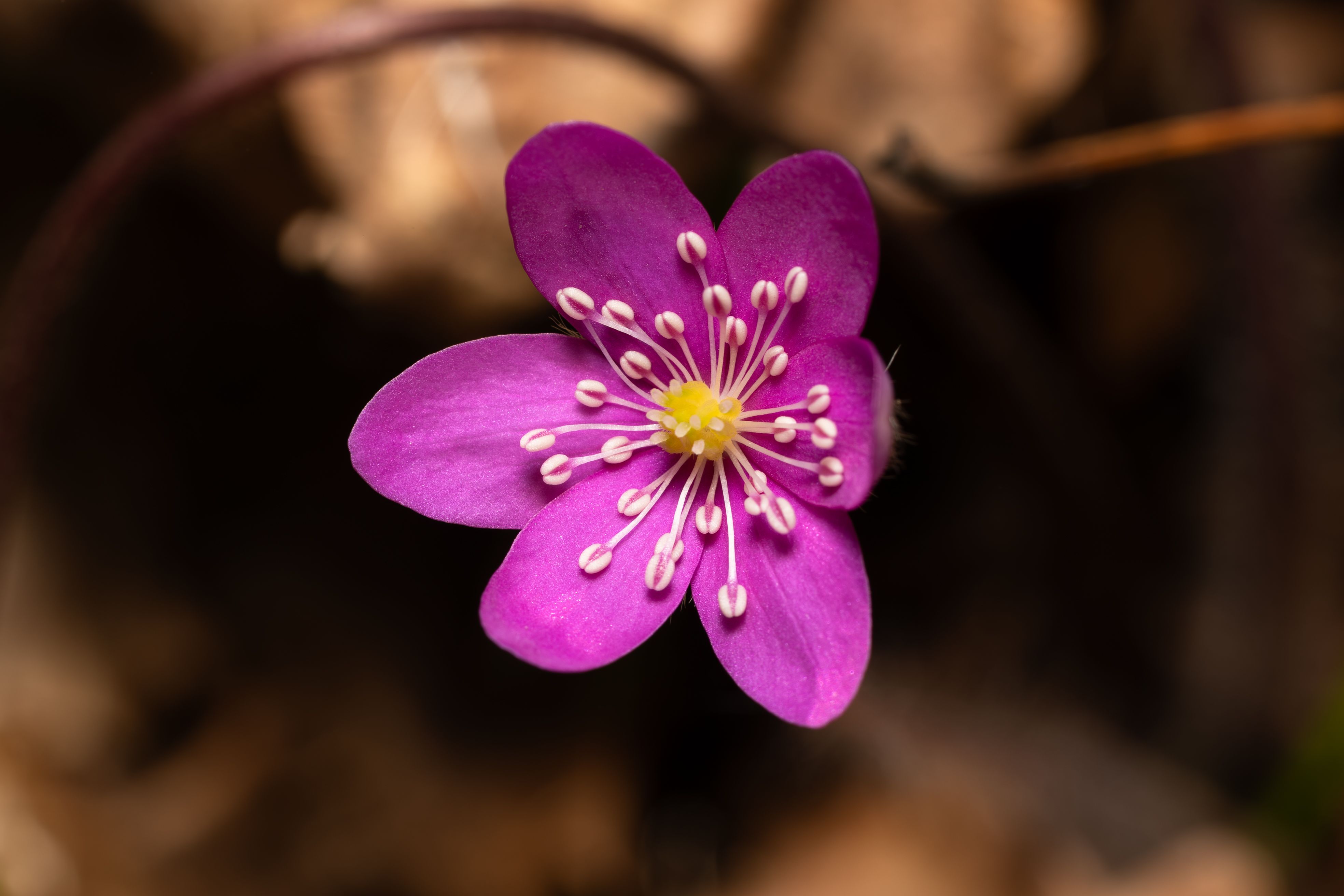Close-up of Pink Hepatica Blooming in Spring · Free Stock Photo