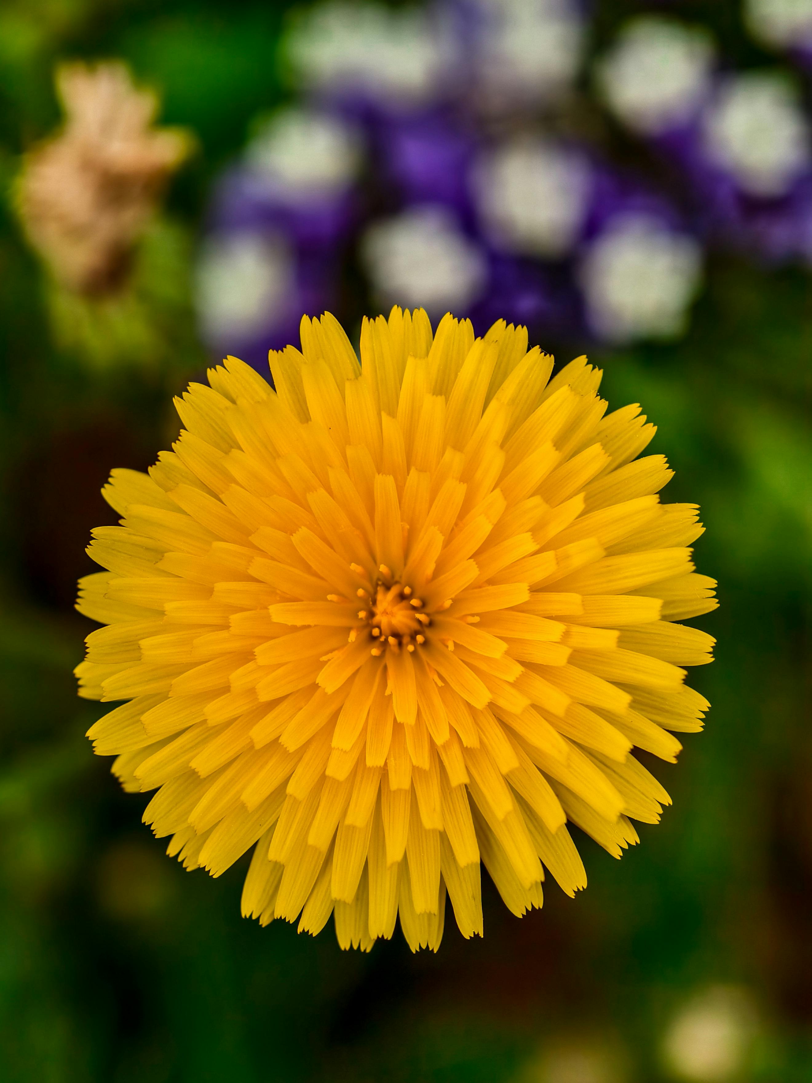 免費 一朵明亮的黃色蒲公英花的特寫，背景模糊且色彩斑斕。 圖庫相片