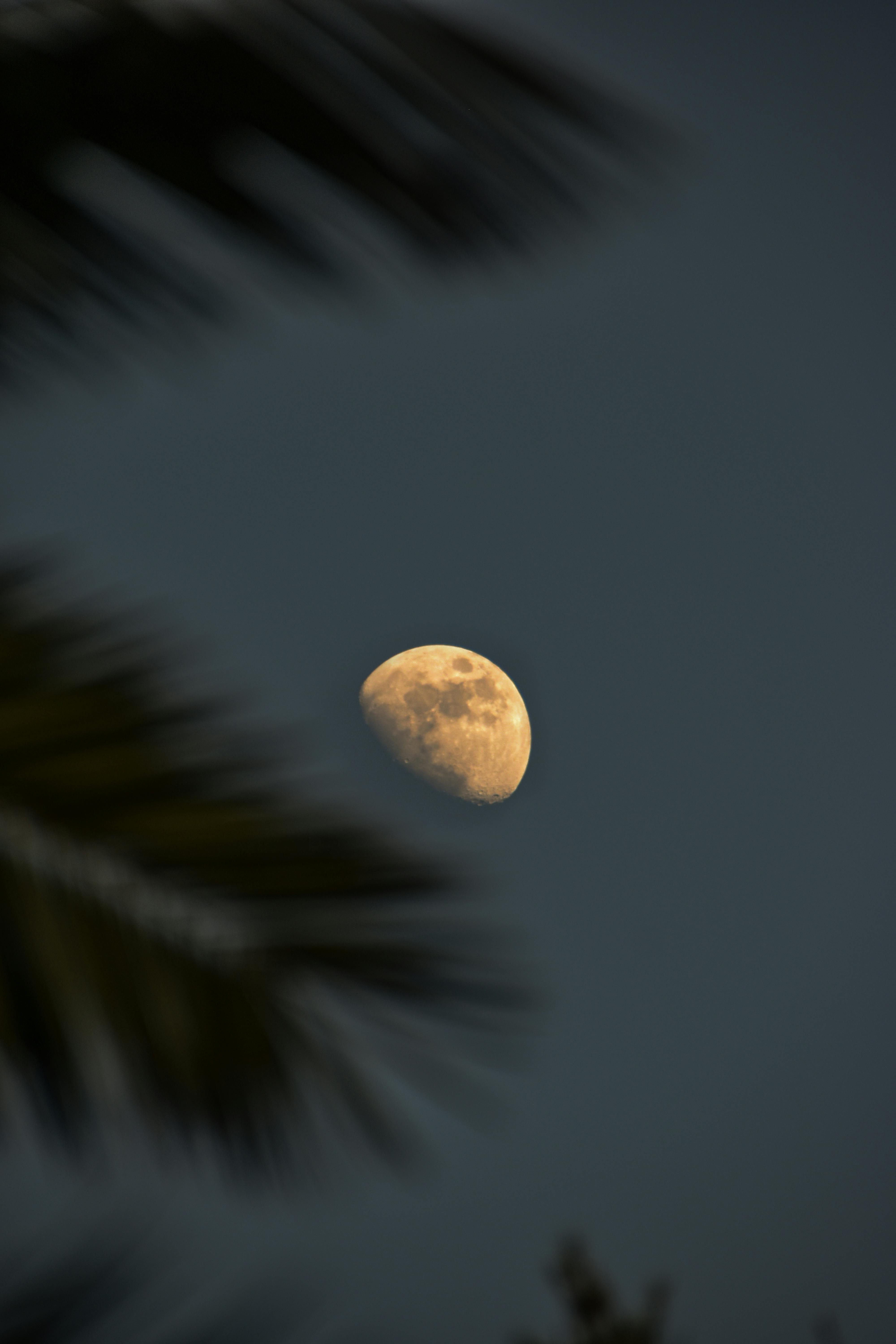 bezplatná Zachycení měsíce na noční obloze, orámované rozmazaným listím, ukazuje přírodní krásu a klid. Základová fotografie
