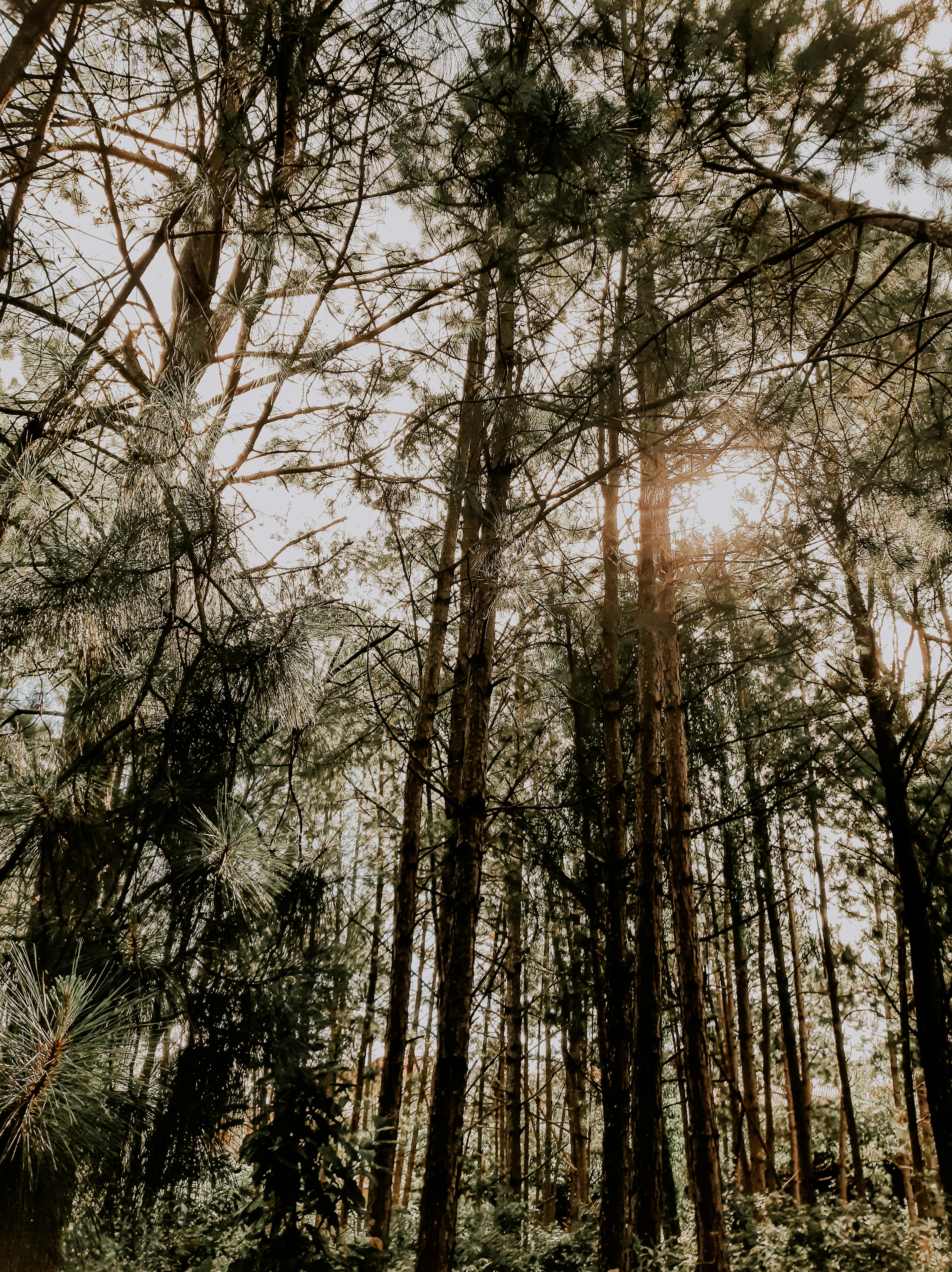 免费 阳光透过高大的树木洒在宁静的森林中，展现出大自然的美丽。 素材图片