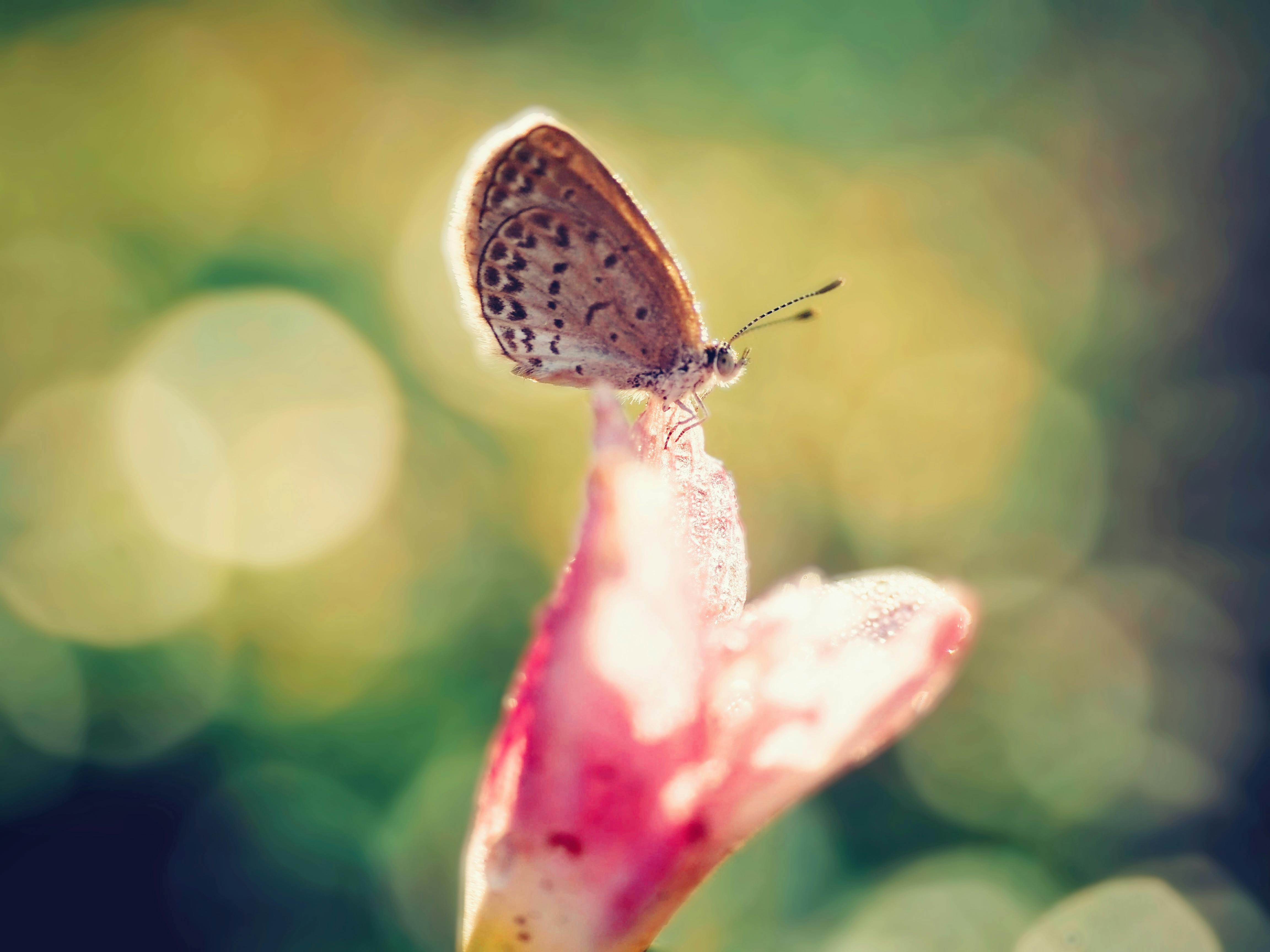 bezplatná Detail motýla odpočívajícího na růžovém květu, zalitého měkkým slunečním světlem, Indonésie. Základová fotografie
