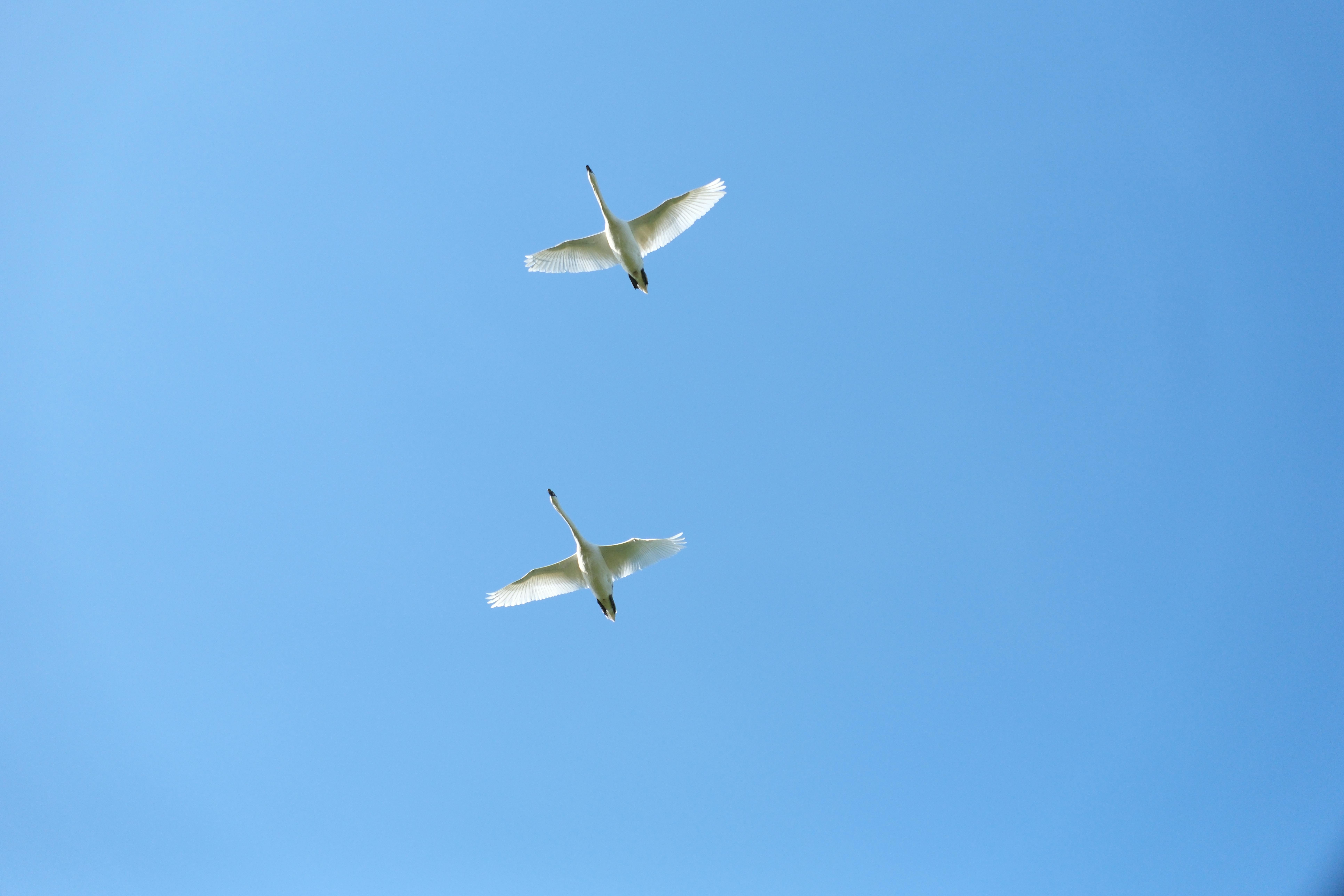 Безкоштовне Пара витончених лебедів елегантно ширяє крізь яскраво-блакитне небо. стокове фото