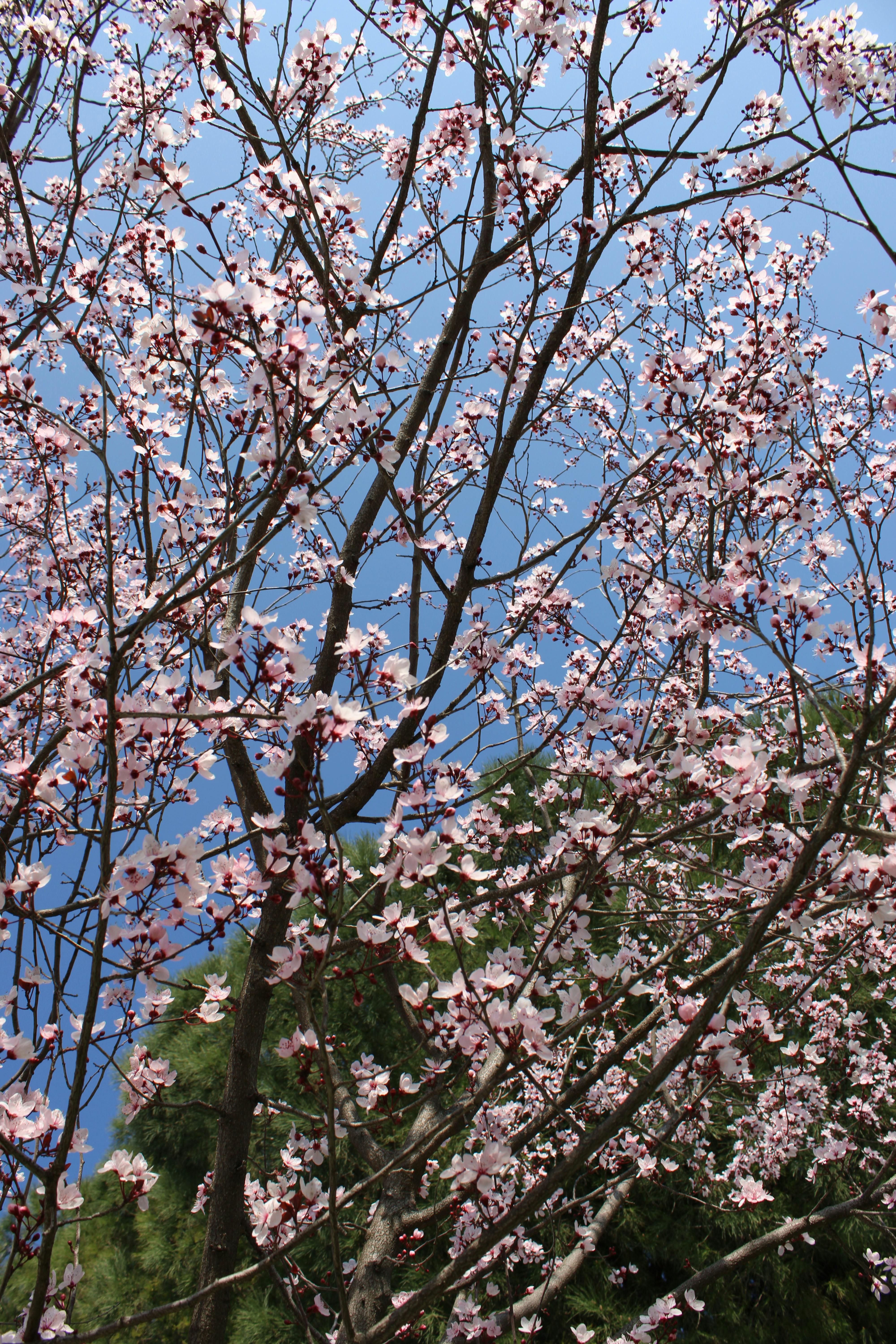 免费 湛蓝的天空映衬着绚丽的樱花，完美诠释了春天的气息。 素材图片