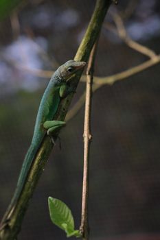 lizard photo
