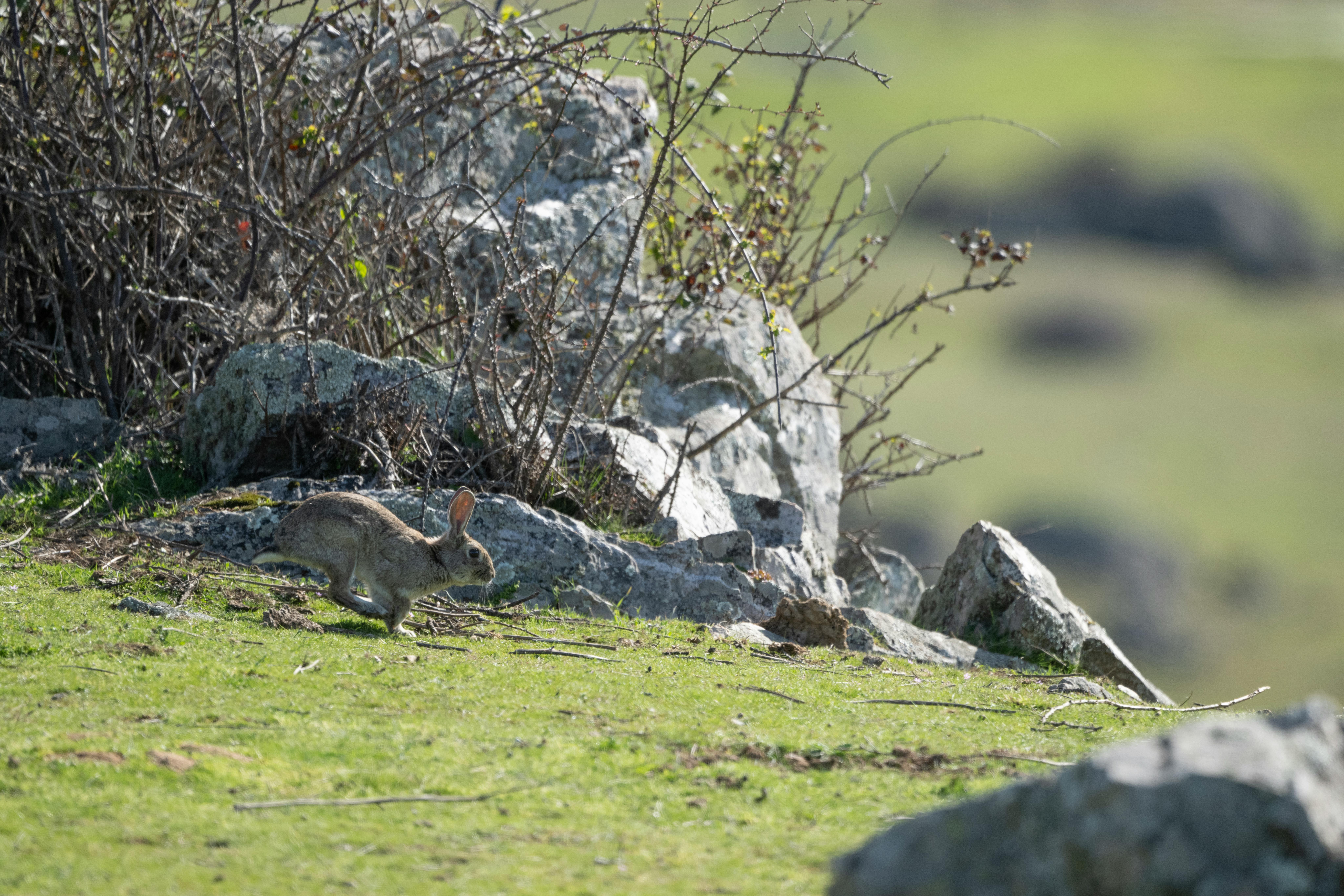 Безкоштовне Дикий кролик стрибає крізь скелястий ландшафт, демонструючи красу природи. стокове фото