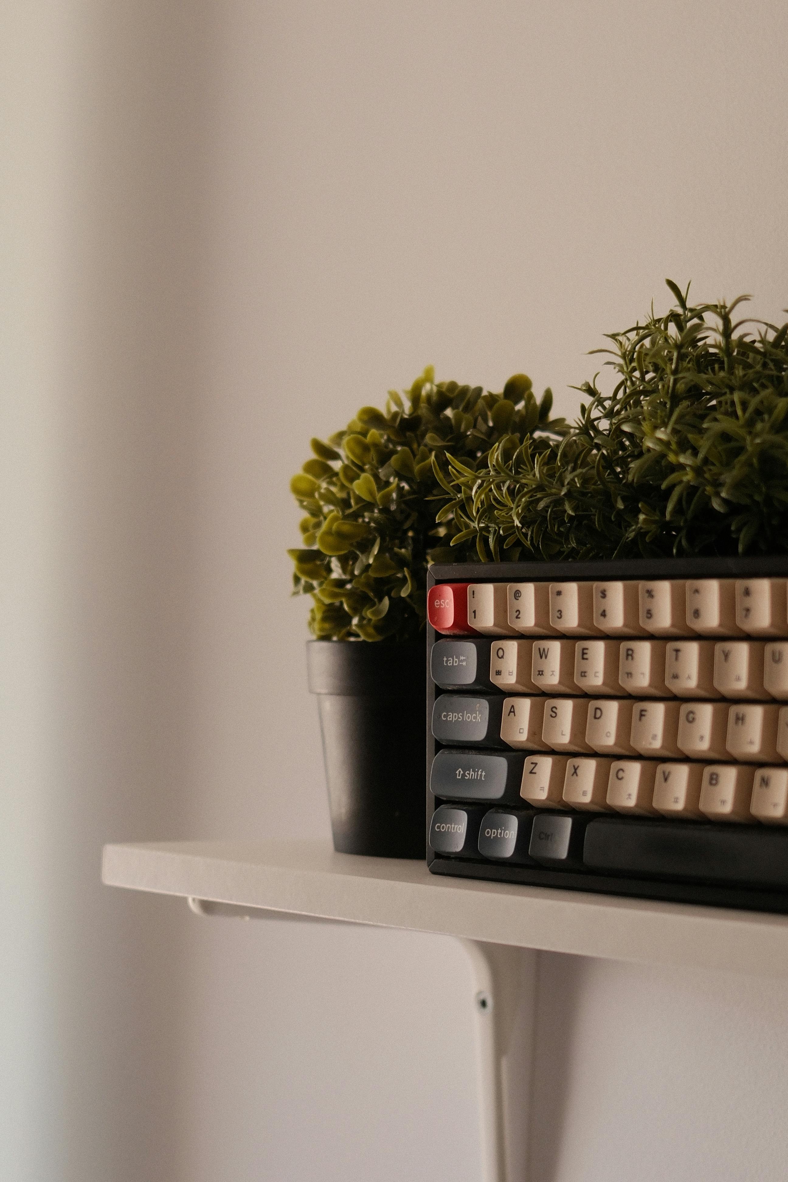 ingyenes Egy vintage billentyűzet cserepes növényekkel kiállítva egy minimalista polcon. Stockfotó
