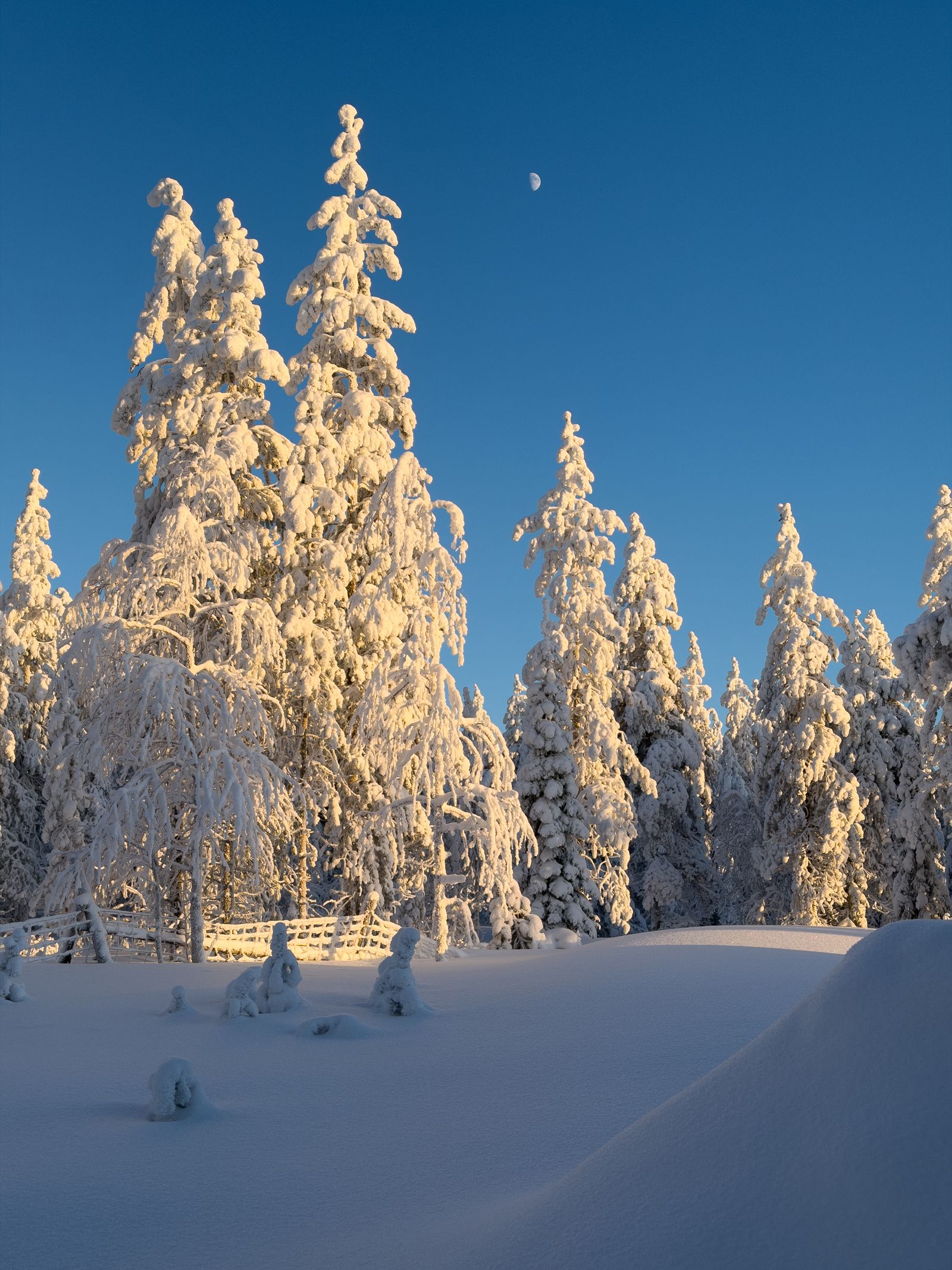 Verschneiter Wald im Morgengrauen bei Rovaniemi, Finnisch-Lappland