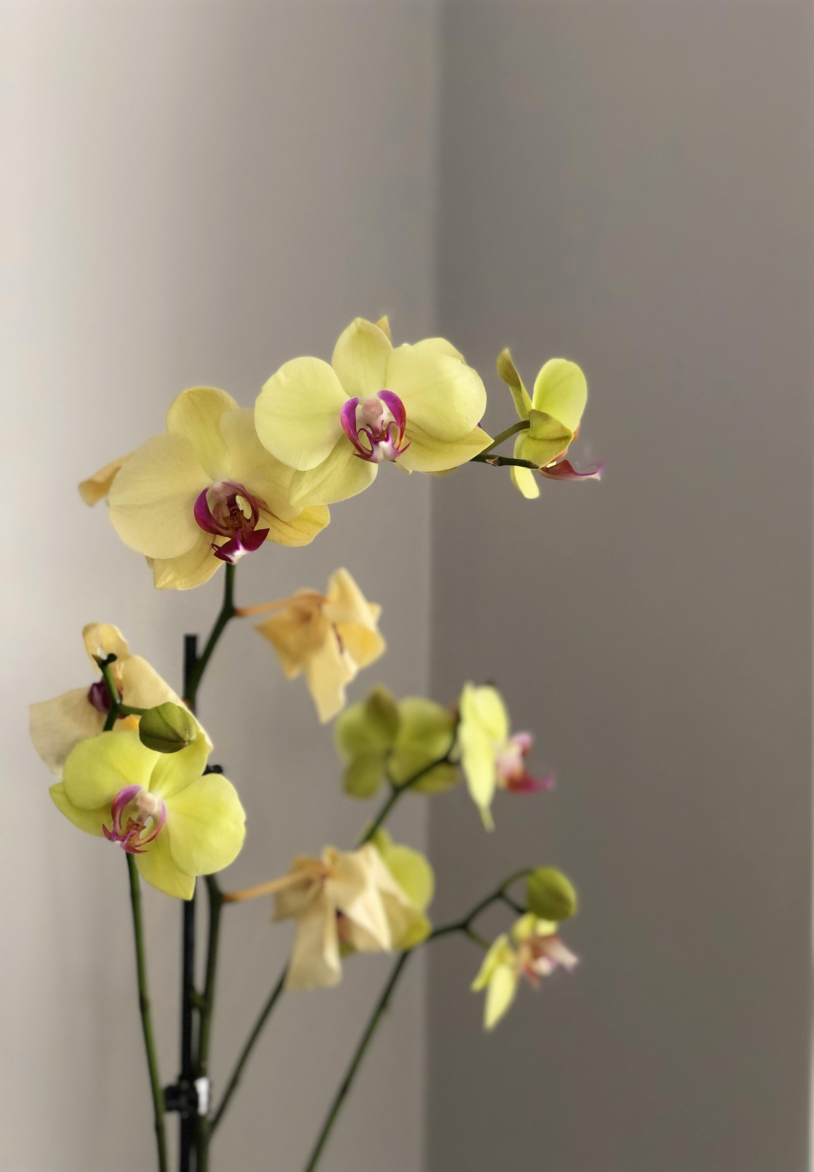 ฟรี กล้วยไม้ฟาเลโนปซิสสีเหลืองอ่อนกำลังบานสะพรั่ง เหมาะสำหรับตกแต่งภายในบ้านให้ดูสงบและผ่อนคลาย คลังภาพถ่าย