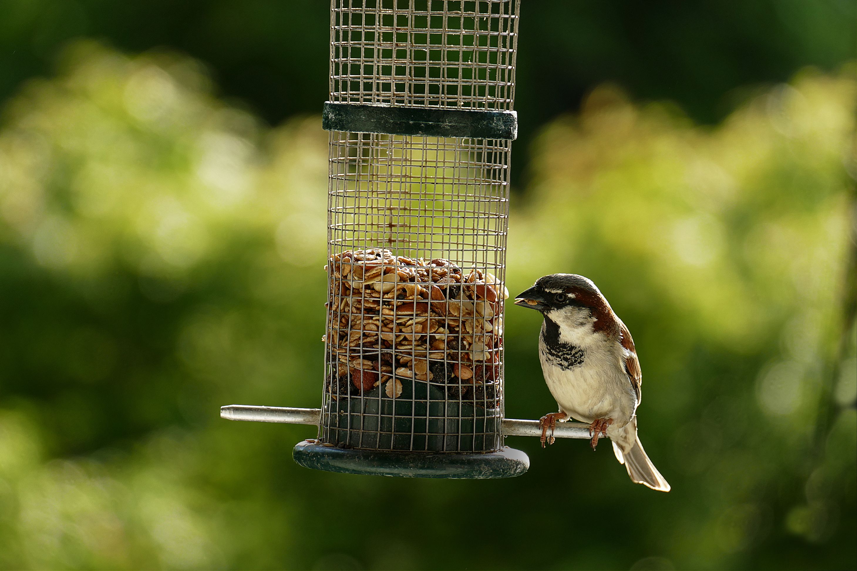 Sparrow perched on a bird feeder filled with seeds in a green garden setting, enjoying a sunny day.