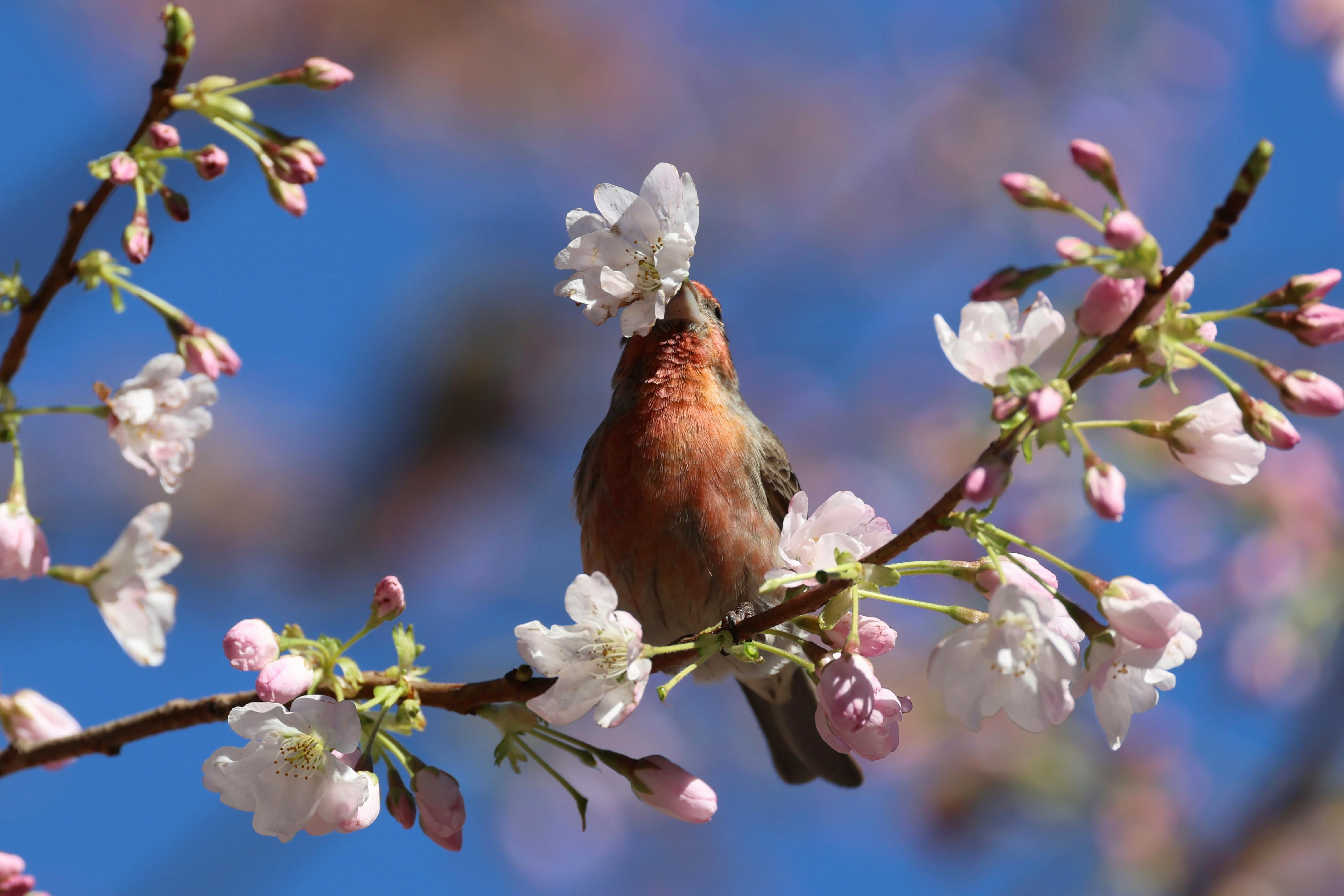 Zadarmo Farebný vták sediaci na vetve čerešňového kvetu proti jasnej modrej oblohe. Fotka z fotobanky