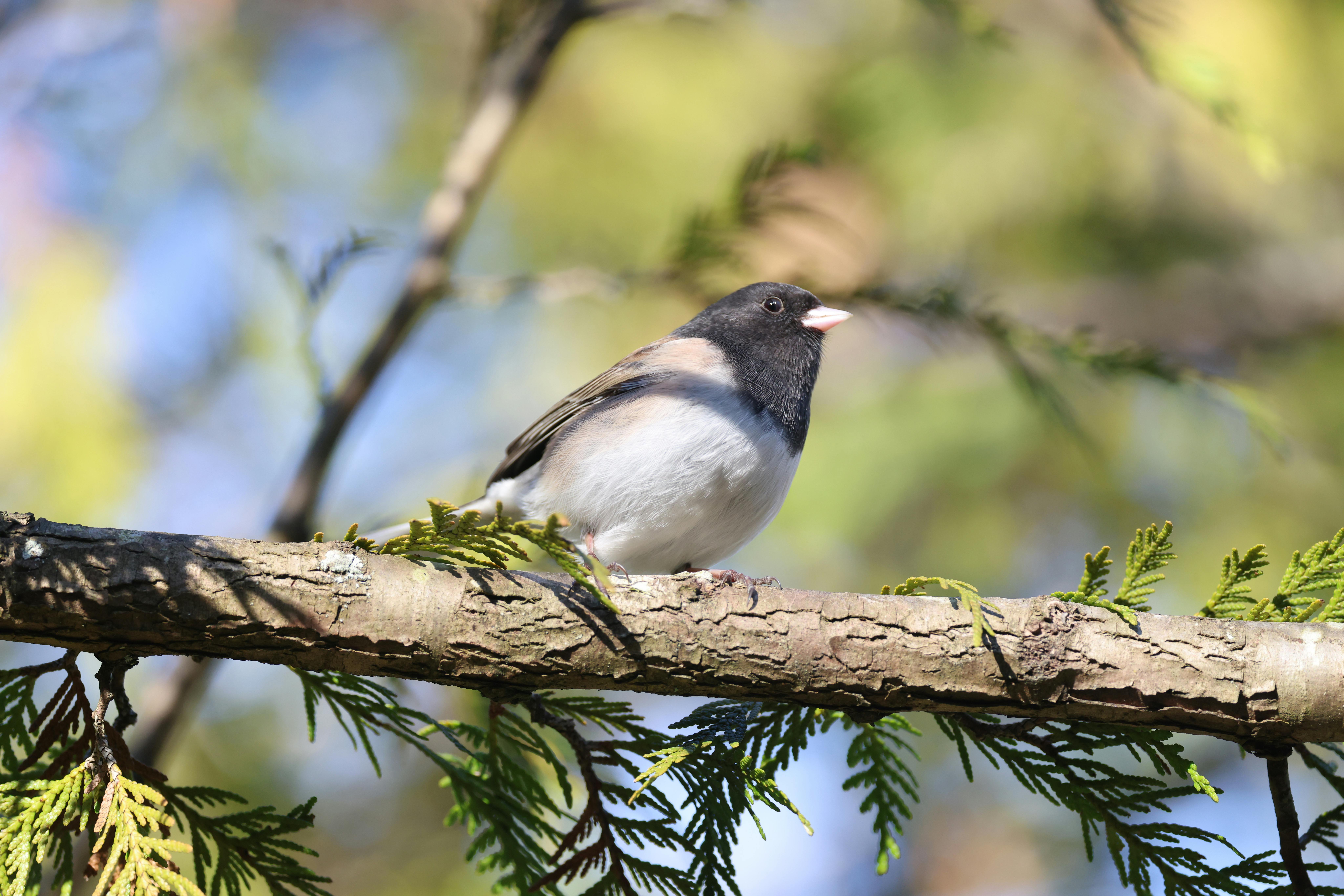 Zadarmo Vrabec bielohrdlý sedel na borovicovom konári v jarnej zeleni. Fotka z fotobanky