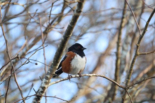 Free A detailed view of an Eastern Towhee sitting on a tree branch against a blurred background. Stock Photo