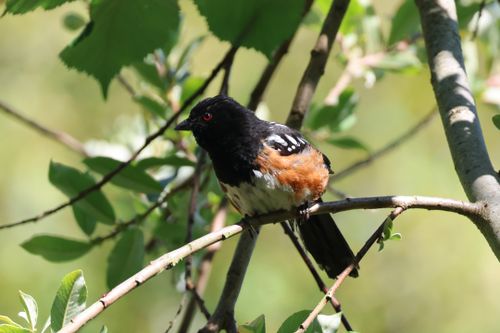 Free Colorful spotted towhee resting on a tree branch amidst green leaves. Stock Photo