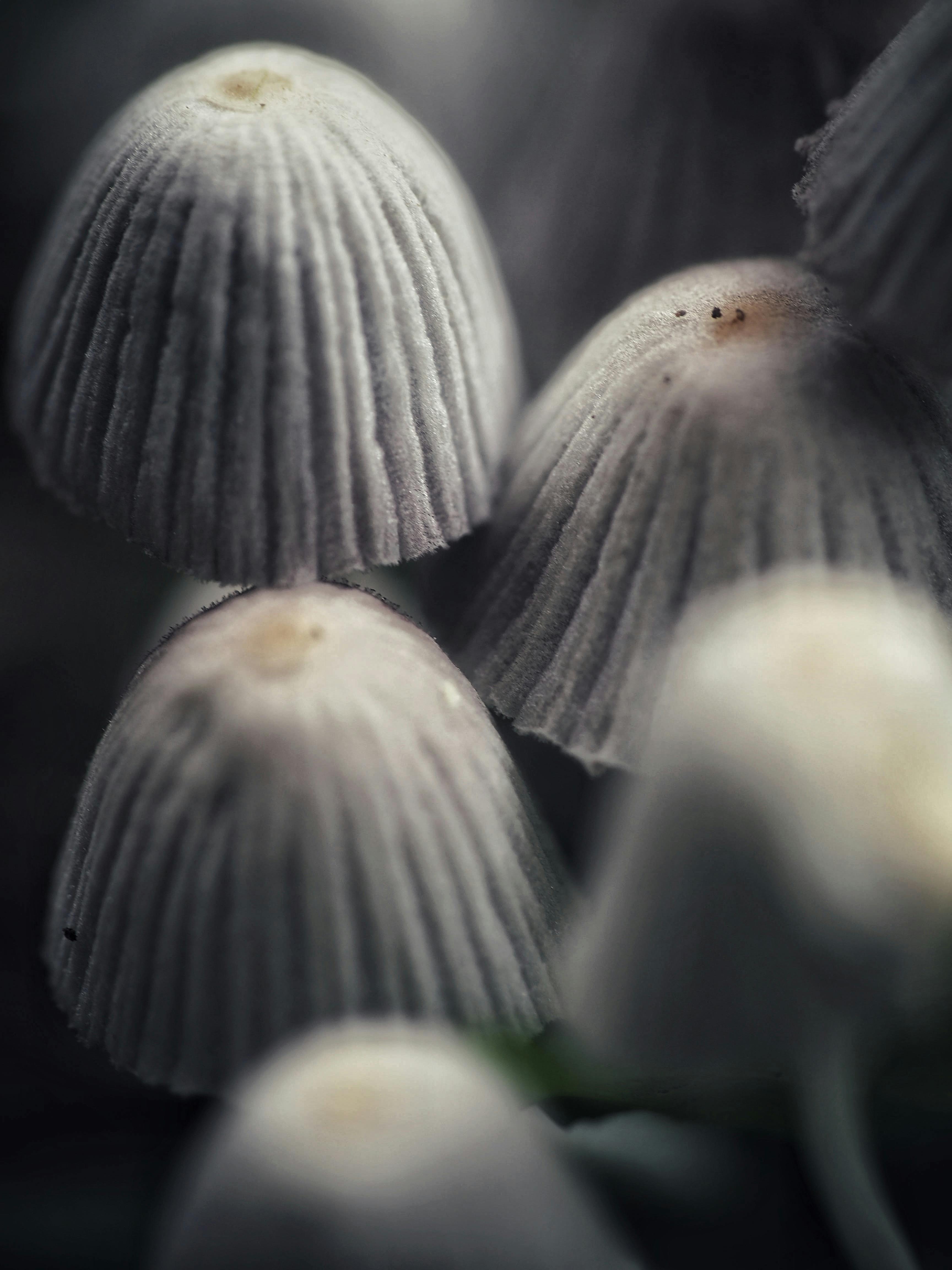 Miễn phí Ảnh cận cảnh những cây nấm Coprinus màu trắng mỏng manh với mũ nấm có gân, được tìm thấy ở Tây Java, Indonesia. Ảnh lưu trữ