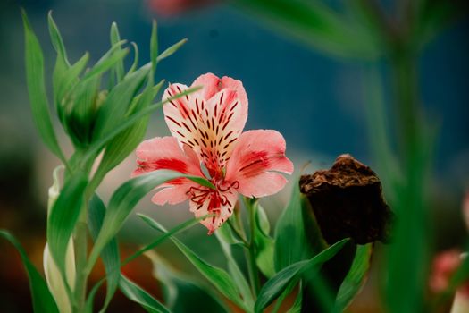 alstroemeria bouquet delivery Chile