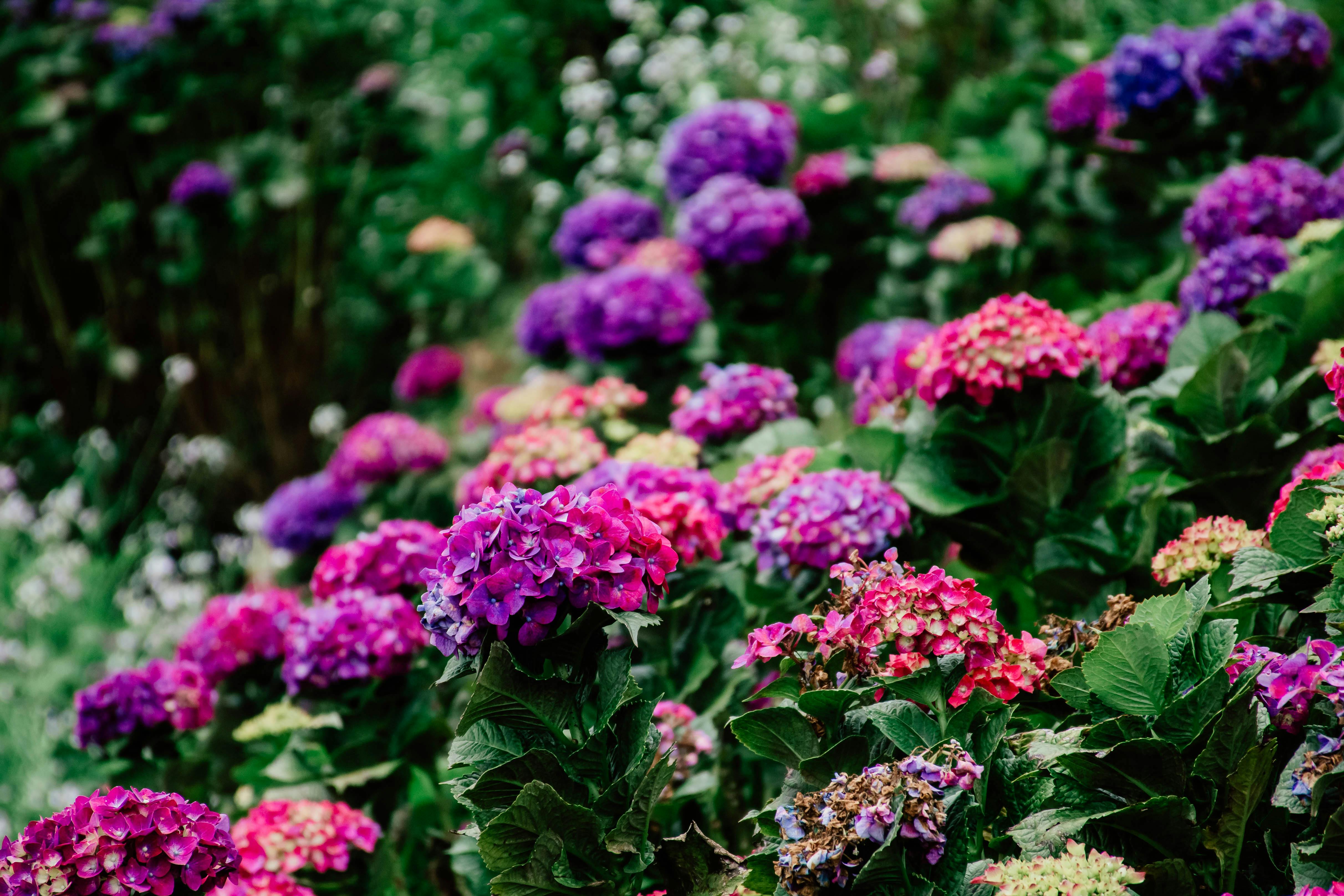 Miễn phí Những bông hoa cẩm tú cầu tuyệt đẹp với màu sắc rực rỡ tạo nên một khung cảnh hoa tươi tốt và sống động. Ảnh lưu trữ