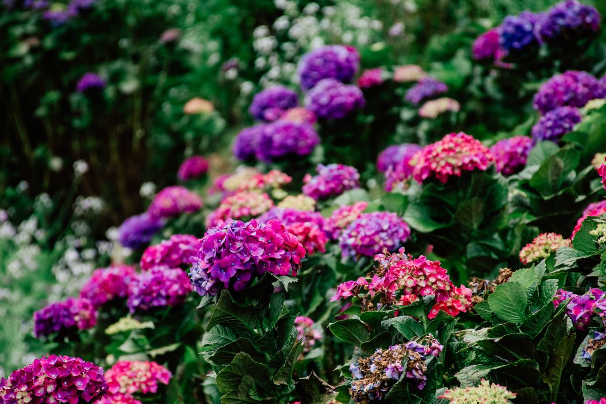 Hortensii viu colorate intr-o gradina