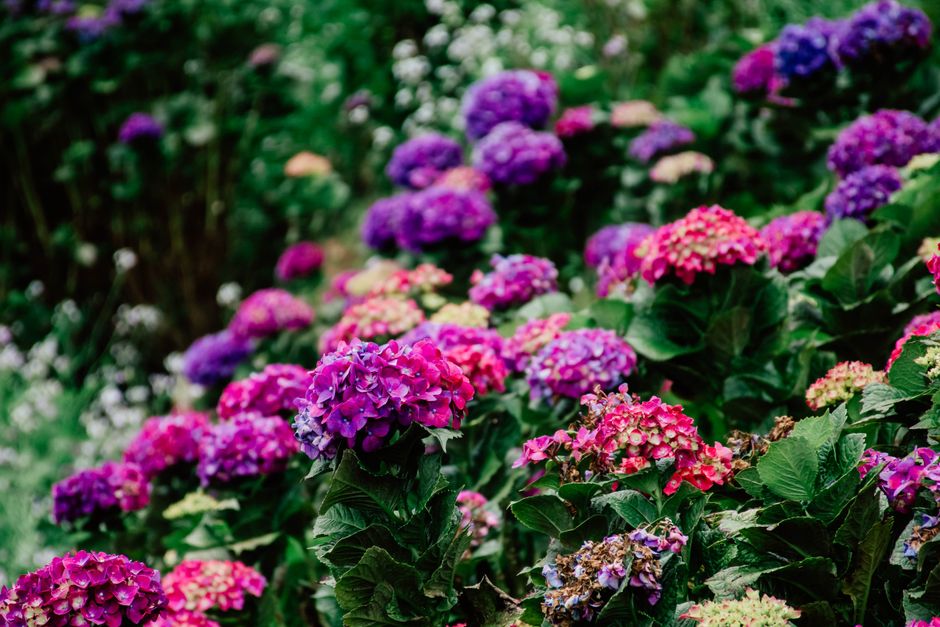 Vibrant hydrangea blooms in lush garden — pruning hydrangeas at the wrong time in Surrey BC