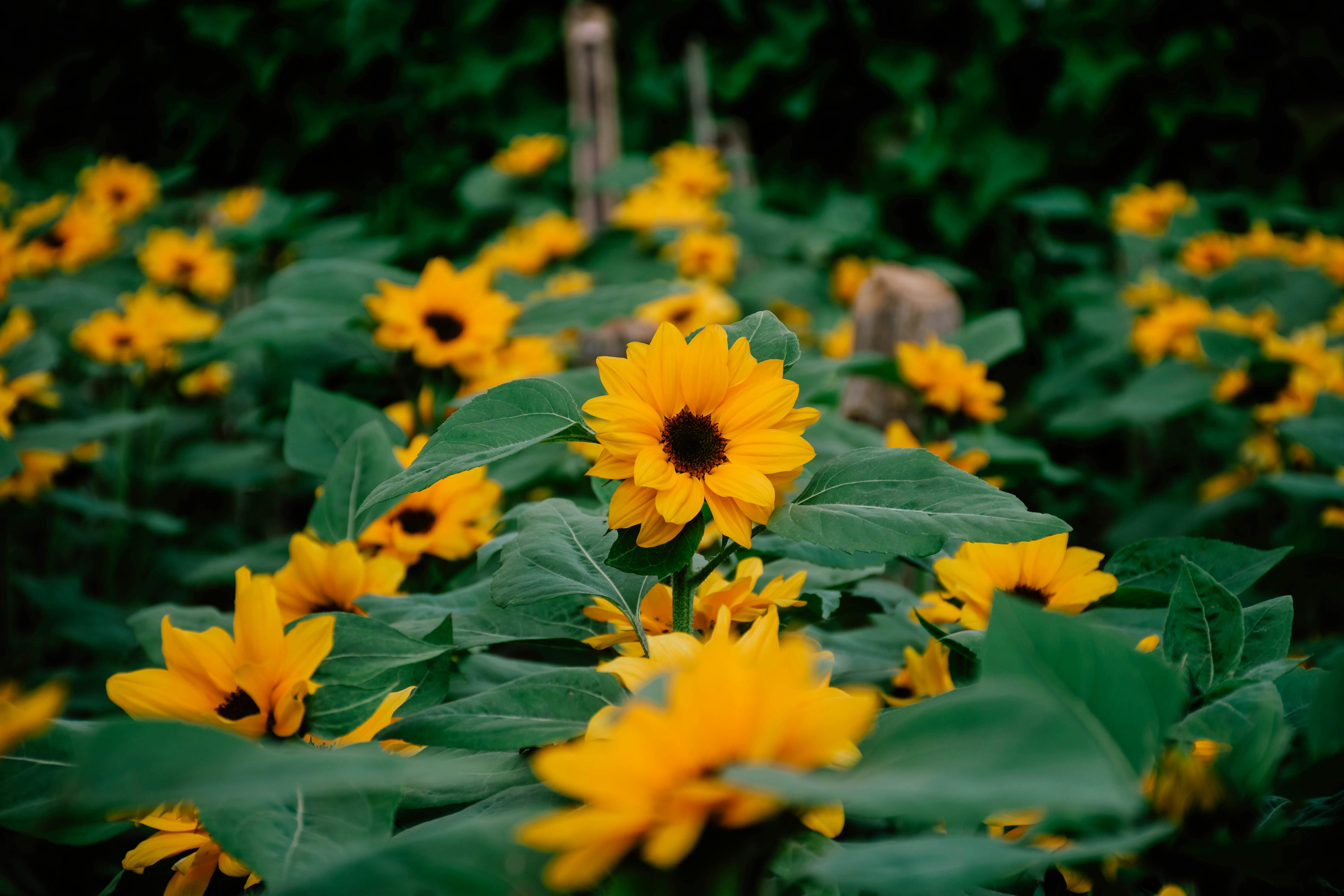 Bezpłatne Jaskrawożółte słoneczniki w pełnym rozkwicie tworzą żywą letnią scenerię. Zdjęcie z galerii