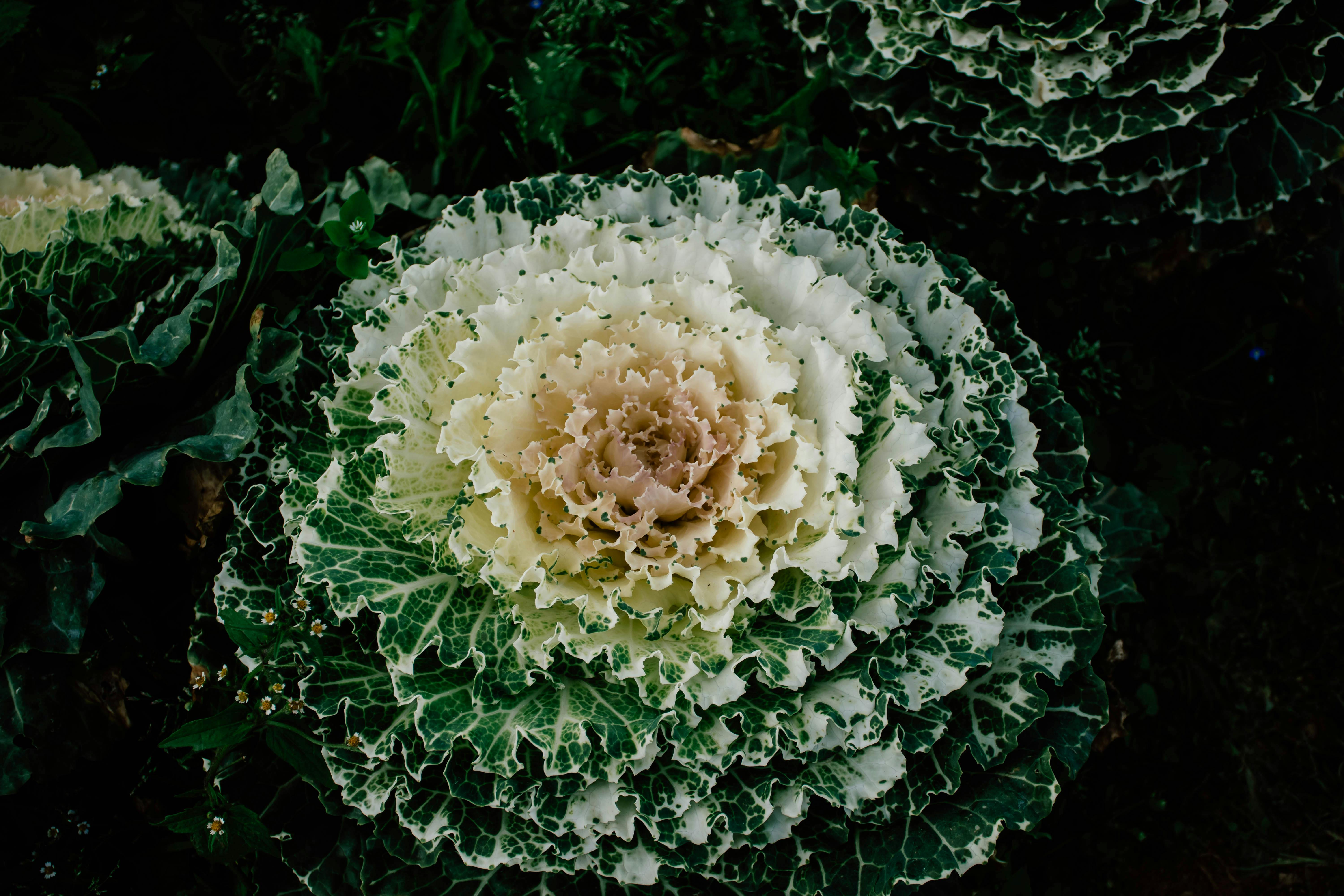 Vibrant ornamental cabbage with intricate patterns and rich green foliage in a garden setting.