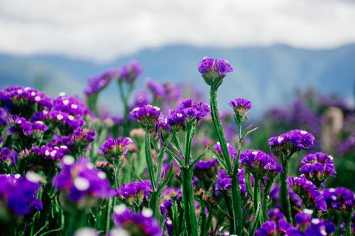 Free A lively field of purple statice flowers set against a soft-focus mountainous backdrop, showcasing nature's beauty. Stock Photo