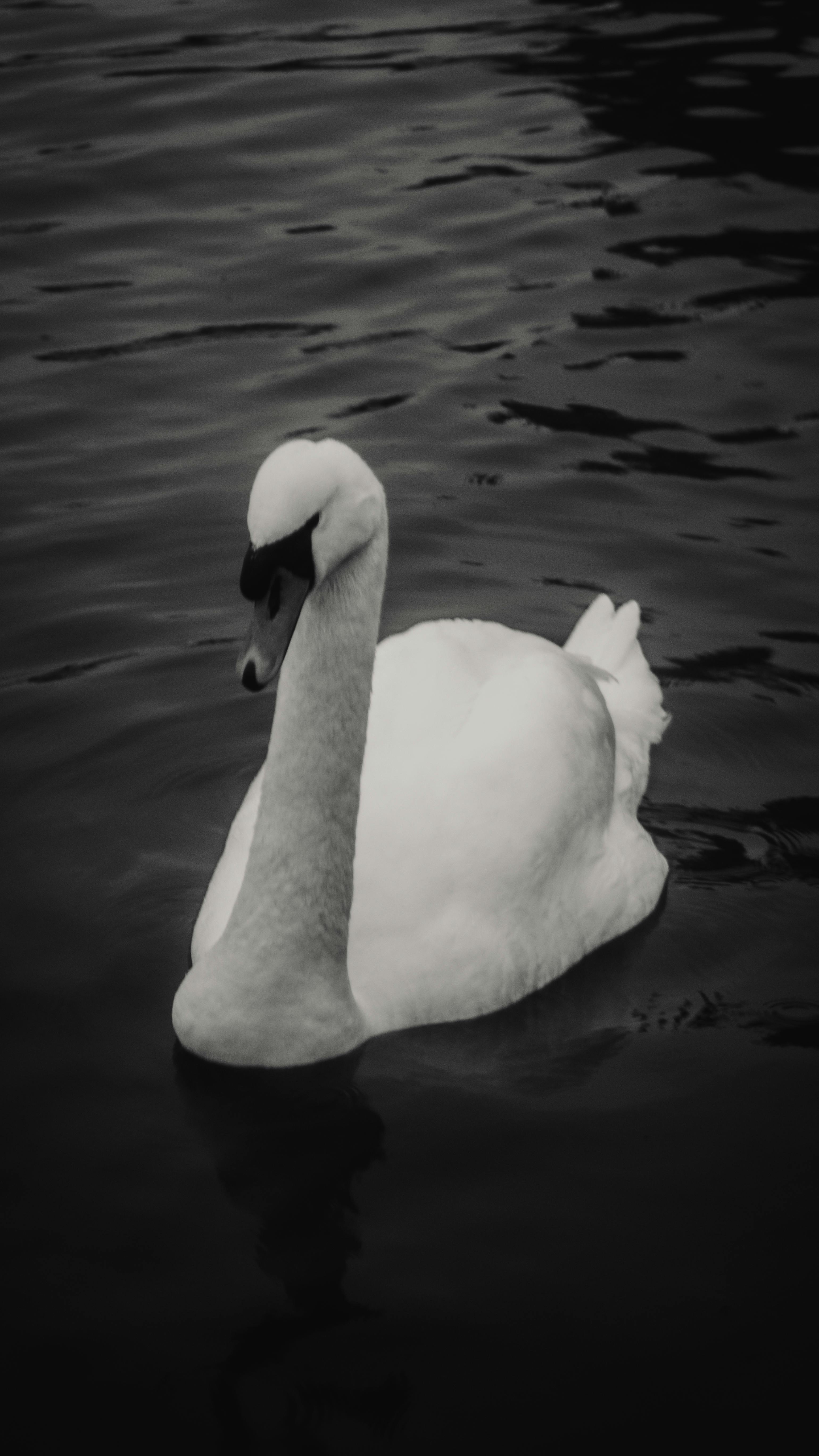 ingyenes Fekete-fehér fotó egy némahattyúról, amint kecsesen úszik a svédországi Stockholmban. Stockfotó
