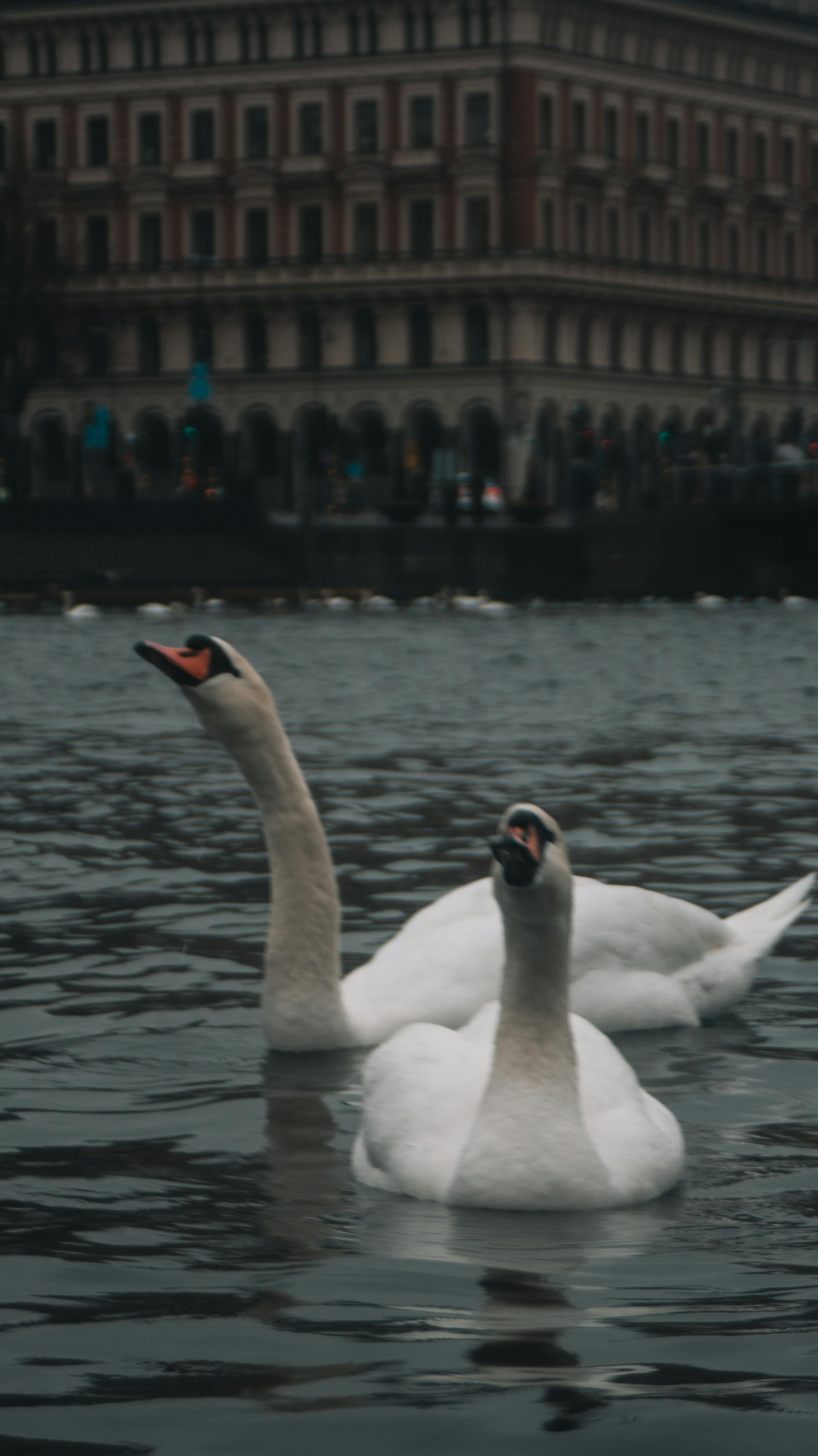 Безкоштовне Елегантні лебеді ковзають водами Стокгольма на тлі історичної архітектури. стокове фото