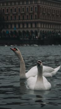 Swans Island