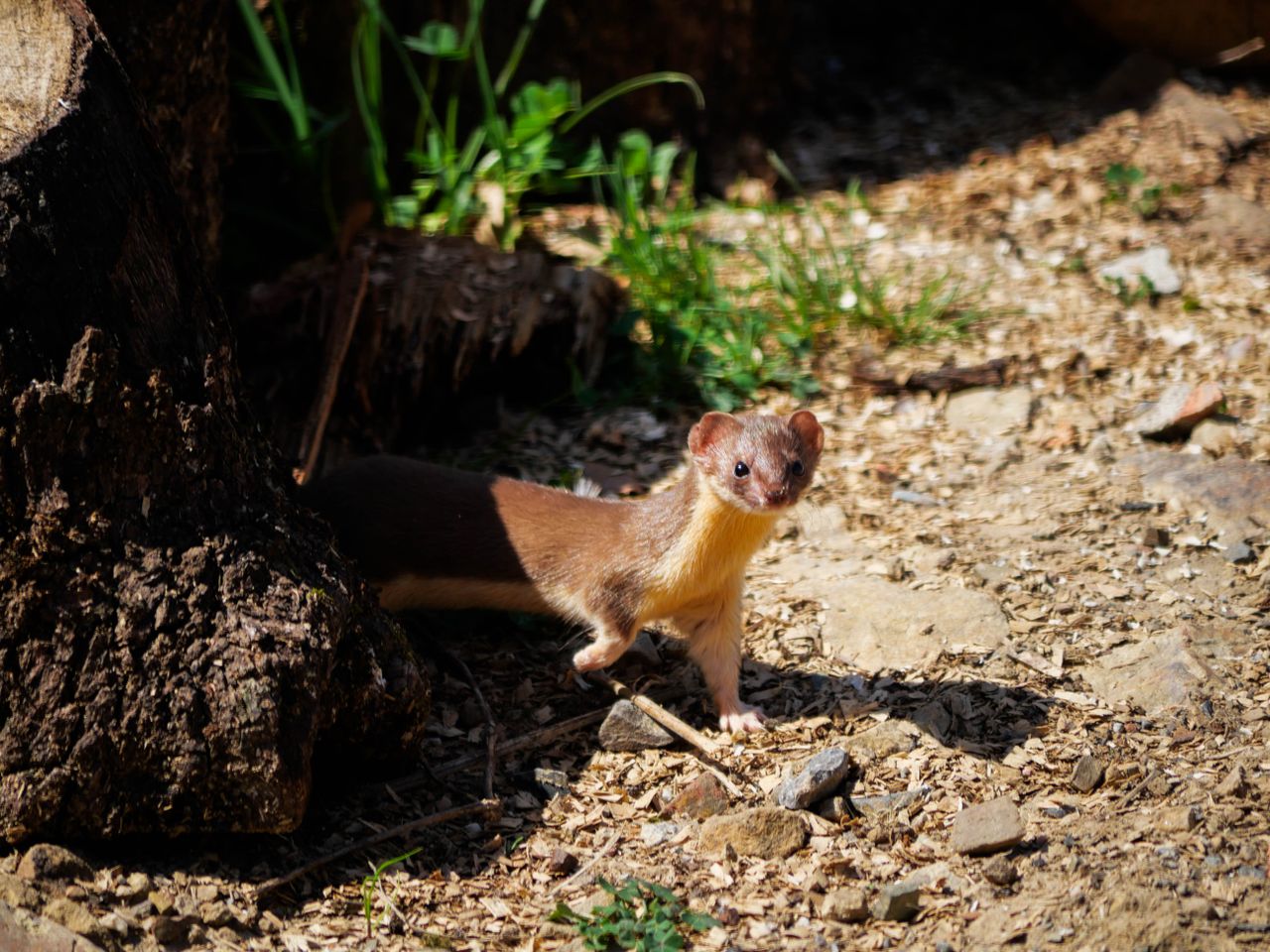 a brown weasel in its natural outdoor habitat surrounded by grass and