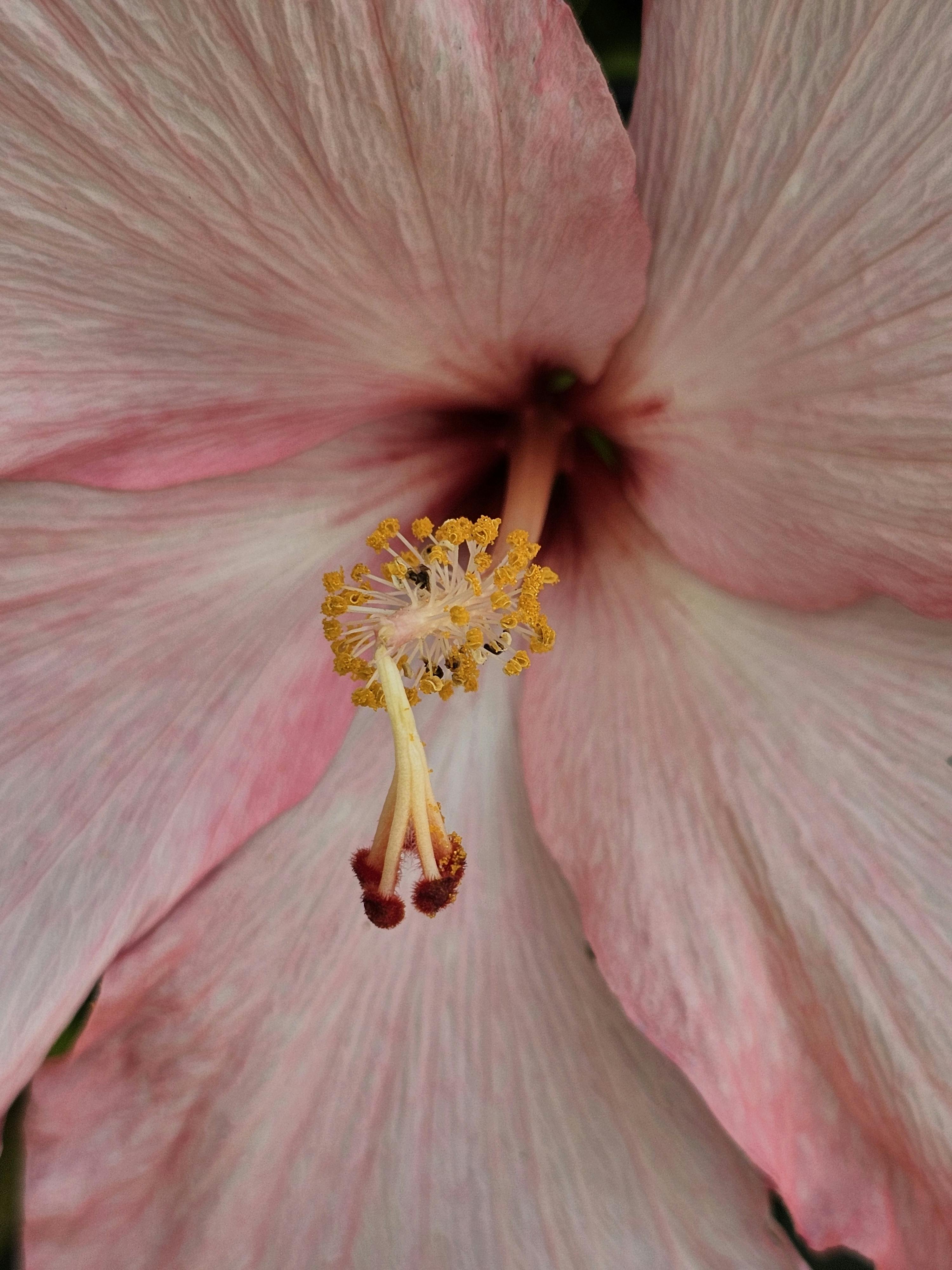 免费 特写镜头聚焦于一朵粉红色木槿花的花蕊，展现其鲜艳的色彩。 素材图片