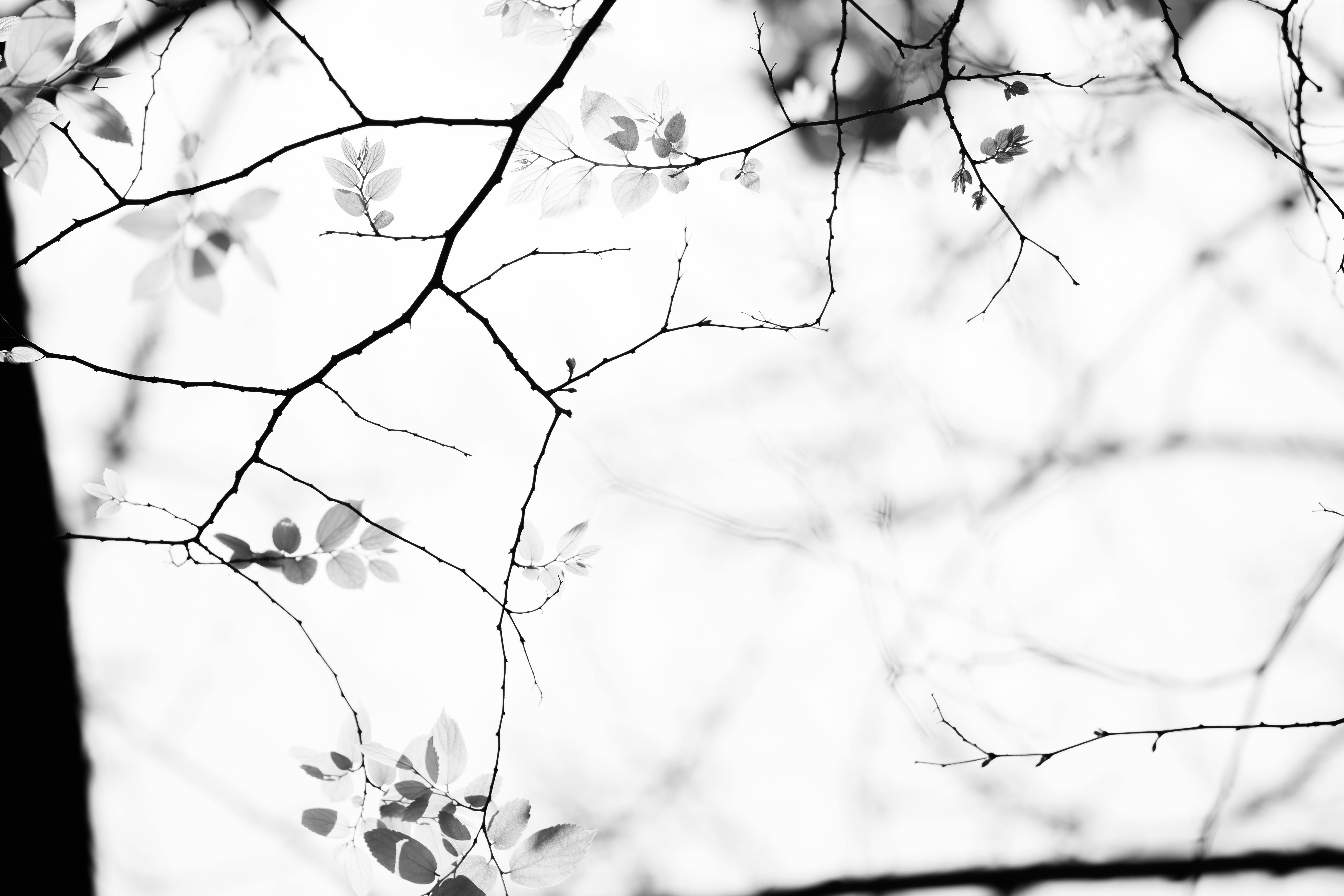 ingyenes Művészi fekete-fehér kép, amely minimalista stílusban mutatja be a finom faágakat és leveleket. Stockfotó