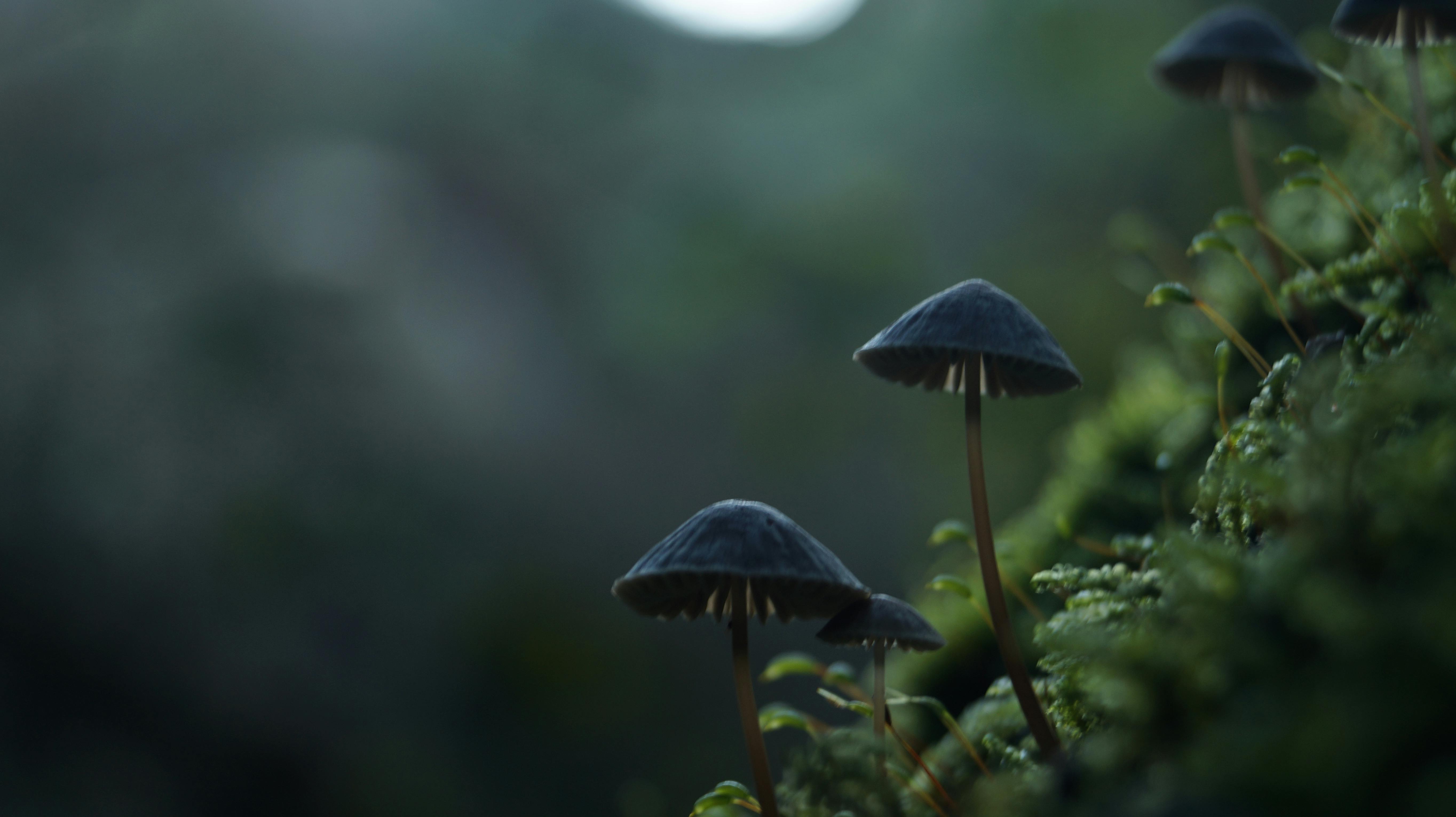 Miễn phí Ảnh cận cảnh những cây nấm mọc trong khung cảnh rừng rêu phong. Ảnh lưu trữ