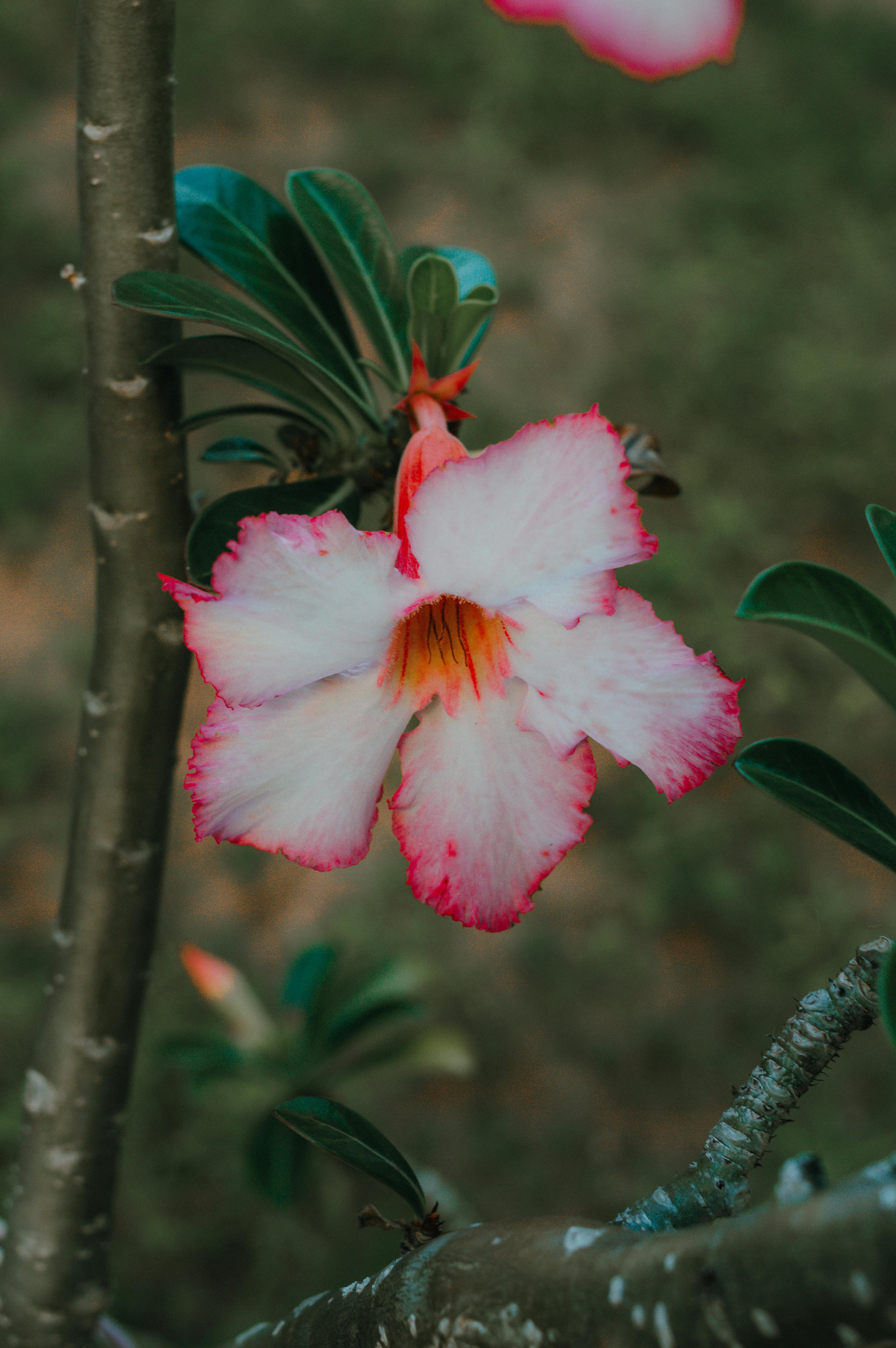 Zadarmo Ohromujúci detailný záber na ružovo-biely kvet púštnej ruže (Adenium obesum) so sviežimi zelenými listami. Fotka z fotobanky
