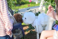 Adorable Dogs Meeting in a Sunny Park