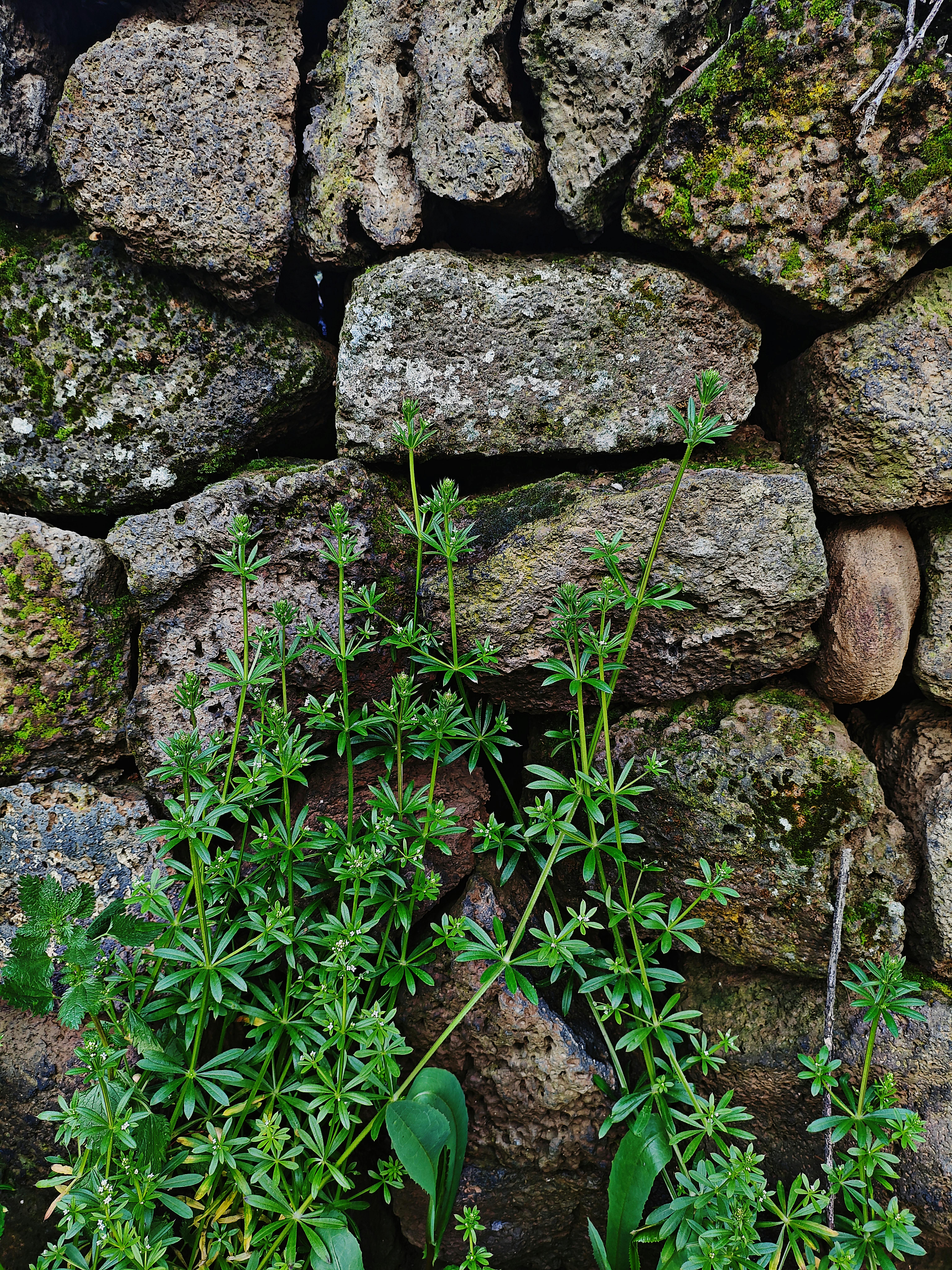 免費 türkiye的, 亞洲, 修剪花草 的 免費圖庫相片 圖庫相片