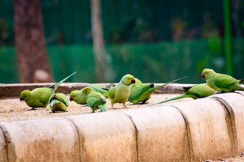 Group Of Green Parakeet