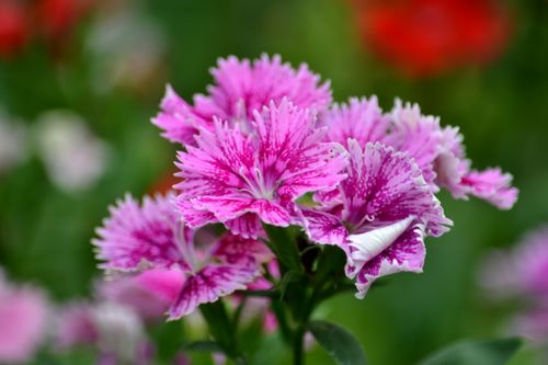 Free Close-up of vibrant pink Dianthus flowers in a summer garden, showcasing their delicate petals and serrated edges. Stock Photo
