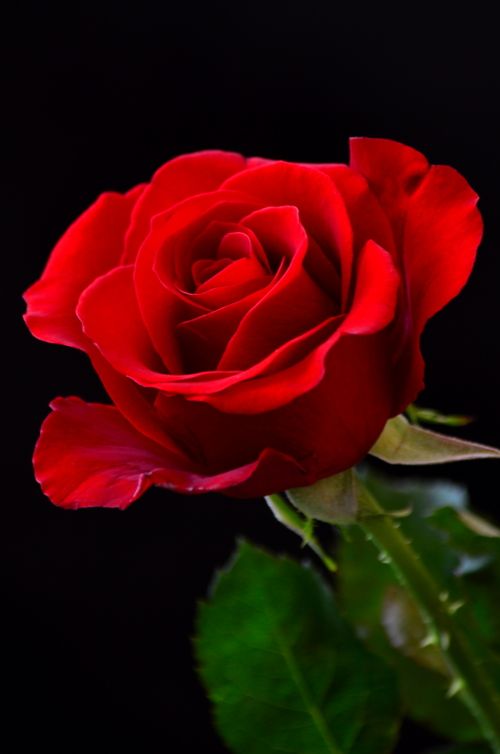 Close-up of a Red Rose on Dark Background · Free Stock Photo