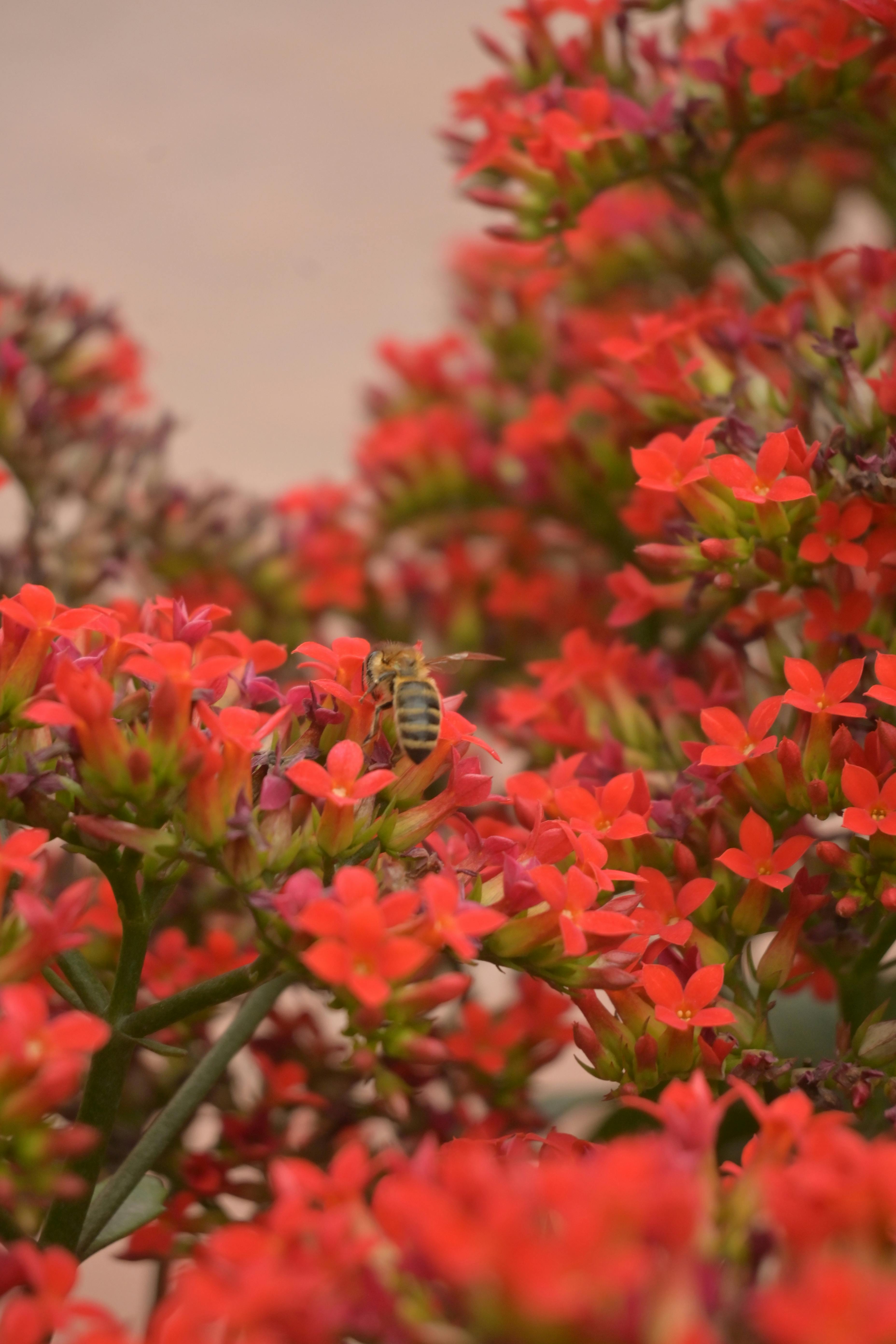 ฟรี ผึ้งตัวหนึ่งกำลังเก็บน้ำหวานจากดอกไม้ป่าสีแดงสดใส แสดงให้เห็นถึงความงดงามของธรรมชาติ คลังภาพถ่าย
