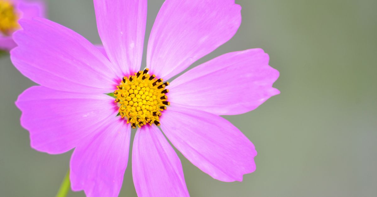 Technische Plattform-Architektur und Standards