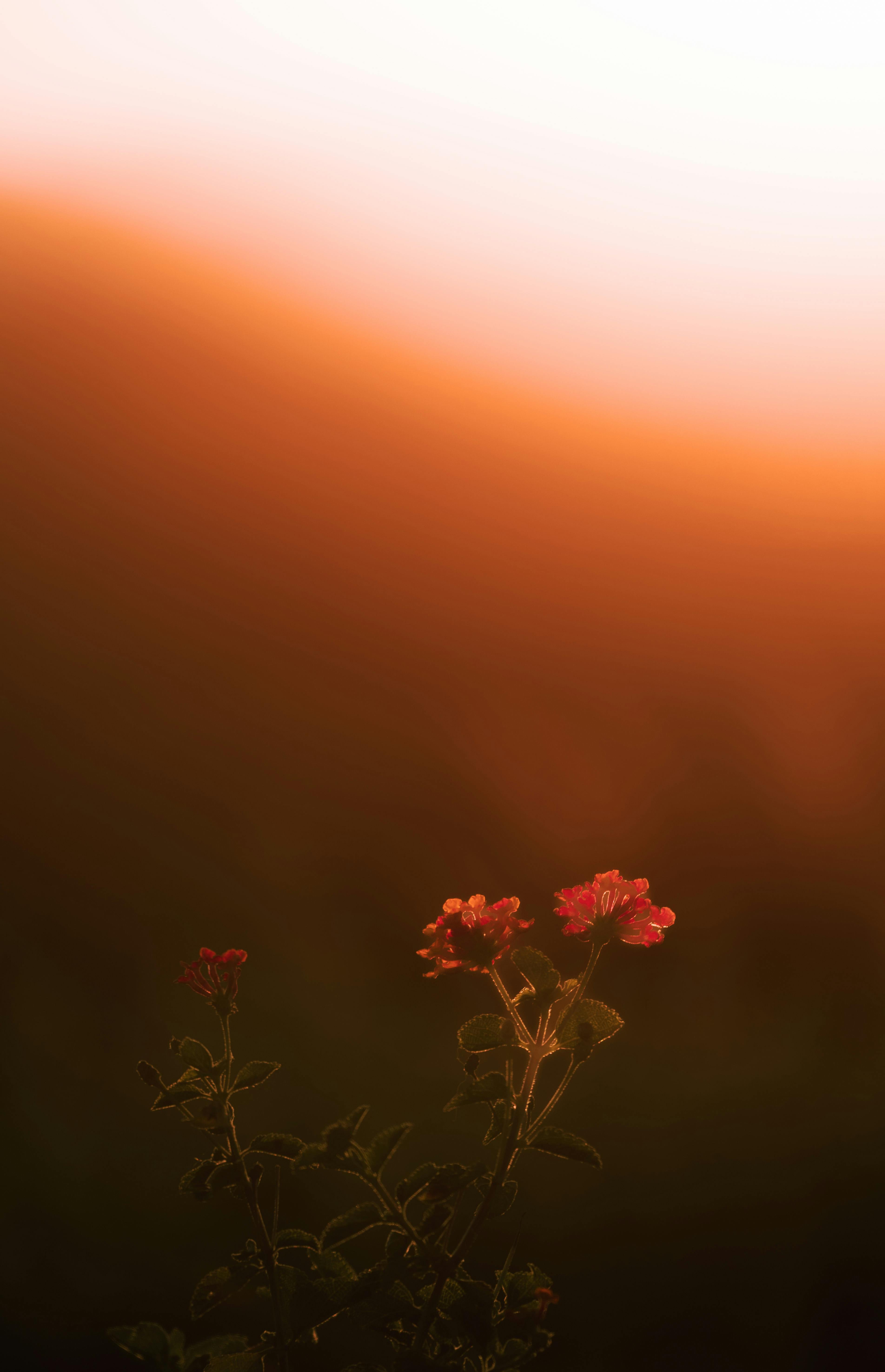 Zadarmo Červené kvety v centre pozornosti na teplom pozadí západu slnka vytvárajú pokojnú a krásnu scenériu. Fotka z fotobanky