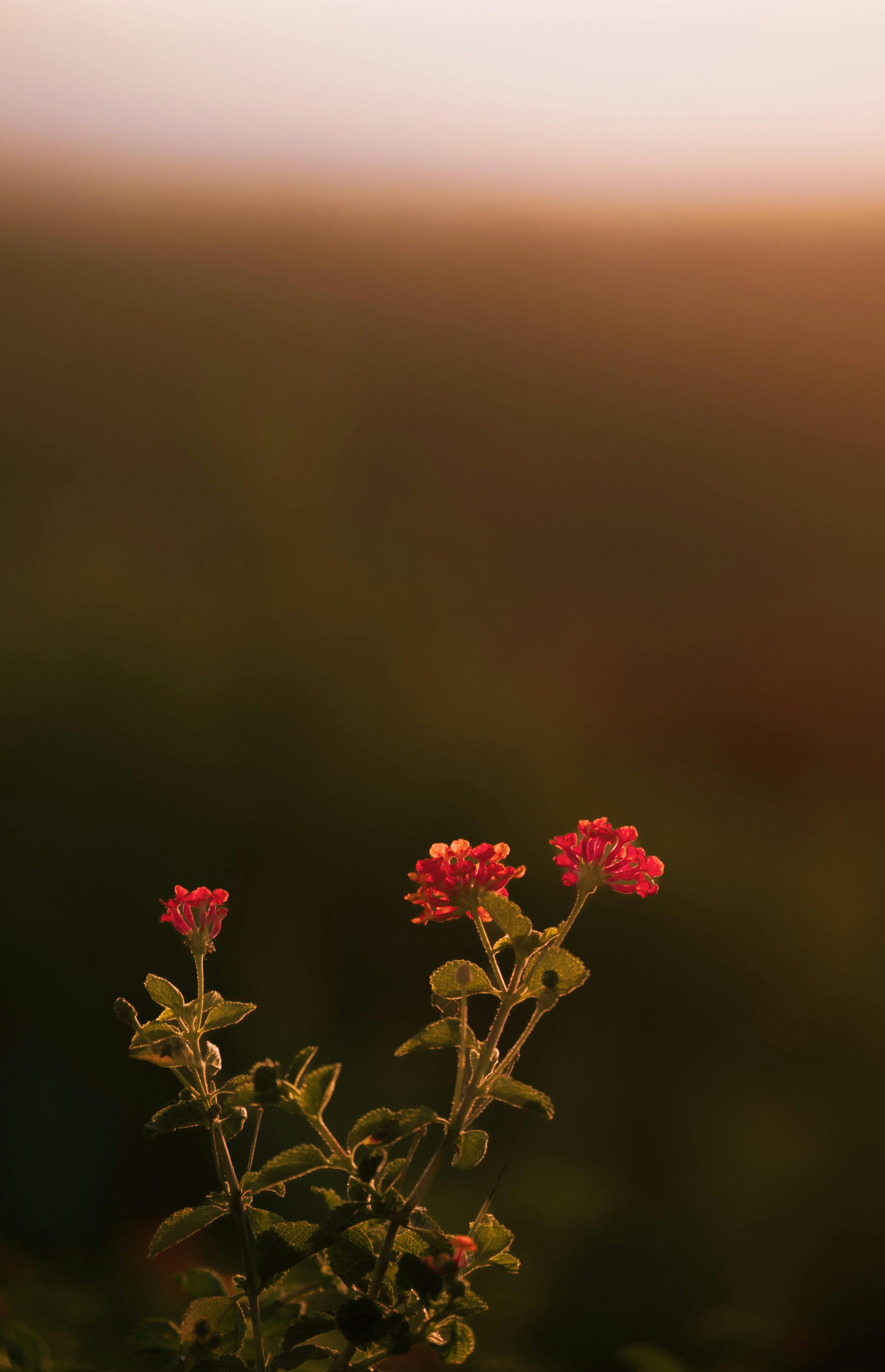 Zadarmo Krásne červené kvety lantany zachytené v jemnom svetle západu slnka, vytvárajúce teplú a pokojnú atmosféru. Fotka z fotobanky